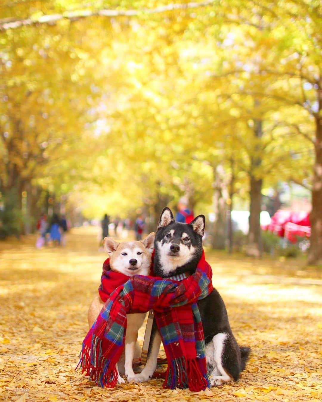 柴犬 けんしろう ゆりあのインスタグラム：「💛🐶🧣🐶💛  朝晩冷え込むようになり いよいよ秋本番ですね💛  けんゆりの秋photoといえば この写真が1番想い出深いのですが いつも投稿してるphotoとこちら ちょっぴり違いがあるんです😊  さて、どこでしょう？ (※けんゆり検定2級問題😆)  Location: Tokyo (けんゆりおもひで秋photo🍁より) @beautypro_contest #ビューティープロコンテスト」