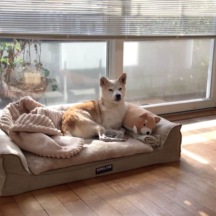柴犬リリコのインスタグラム：「Kちゃまが行く時は優しくお見送りするのに、ママの外出にはシビアな視線のリリコさん😅 #Kちゃまのお迎えですよ #すぐ帰ってきますよ」