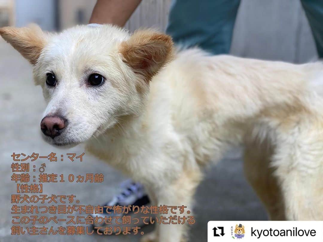 杉本彩さんのインスタグラム写真 - (杉本彩Instagram)「* * 京都動物愛護センターをrepost❗️ 犬の里親会のお知らせです🐶  　　↓↓↓  #Repost @kyotoanilove with @make_repost ・・・ 11月14日(土)13時から京都動物愛護センターにて犬の譲渡会(保護犬の見学会)を開催します！  犬を飼うことを検討している方は、お気軽に愛護センターまでお越しください！  写真のマイも出演予定です♪  ※現在、センターでは野犬を中心とした多くの保護犬が新しい飼い主さんとの出会いを待っています。  #譲渡会 #transfermeeting #譲渡会京都 #京都 #京都府 #京都市 #南区 #京都市南区 #kyoto #kyotocity #京都動物愛護センター #京都観光 #京都旅行  #京都動物園 #京都猫カフェ #保護猫カフェ #保護犬カフェ  #猫がいる生活 #犬がいる生活 #保護犬 #shelterdog #子猫 #猫 #保護猫 #cat #kitty #sheltercat #杉本彩 #ayasugimoto」11月11日 16時24分 - sugimoto_aya0719