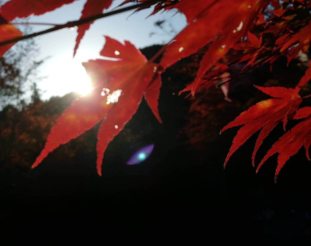 千種ゆり子さんのインスタグラム写真 - (千種ゆり子Instagram)「夕陽と燃える紅🍁 #紅葉 #紅葉狩り #カエデ」11月11日 16時30分 - chikusa_yuriko
