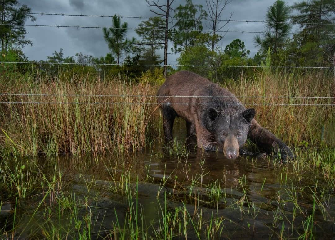 ナショナルジオグラフィックさんのインスタグラム写真 - (ナショナルジオグラフィックInstagram)「Photo by @carltonward / A Florida black bear crosses beneath a barbed wire fence to follow a game trail between Big Cypress National Preserve and Alligator Ron Bergeron’s Green Glades West Ranch. The purpose of selecting this site for a camera trap for our @PathofthePanther project with @InsideNatGeo is not to show a division, but rather that the adjacent properties serve as one connected habitat for wide-ranging wildlife. A cattle ranch and a national preserve working together shows the value of the Florida Wildlife Corridor and the need to conserve a connected network of public land from the Everglades to North Florida and beyond. Fences like these keep the cows in but do not form functional barriers for bears, panthers, deer, and other Florida wildlife. But to make crossing a bit easier, the Bergeron ranch has elevated the bottom strand along the entire length of his fence with Big Cypress. // @PathofthePanther is a #LastWildPlaces Partnership with @InsideNatGeo to inspire protection of the Florida Wildlife Corridor.  @FL_WildCorridor #bear @BigCypressNPS @bergeronevergladesfoundation #KeepFLWild」11月11日 16時39分 - natgeo