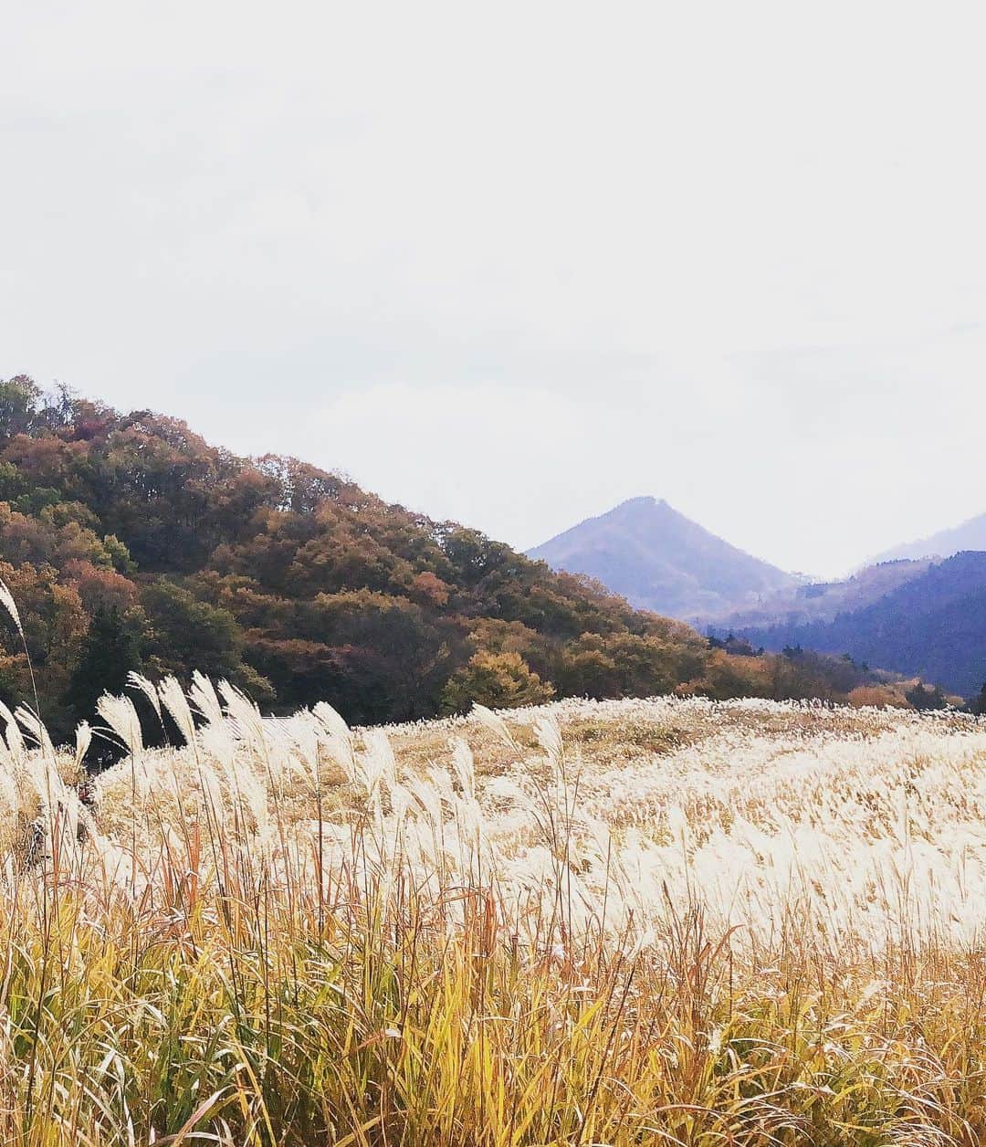 小泉麻耶さんのインスタグラム写真 - (小泉麻耶Instagram)「しばらく田舎に引きこもってます🙌🏻 I’m a country girl now 👧 🌾 #love #mieken #countryside #japan  あっ🤭曽爾高原、奈良だ、😳」11月11日 16時41分 - mayakoizumi