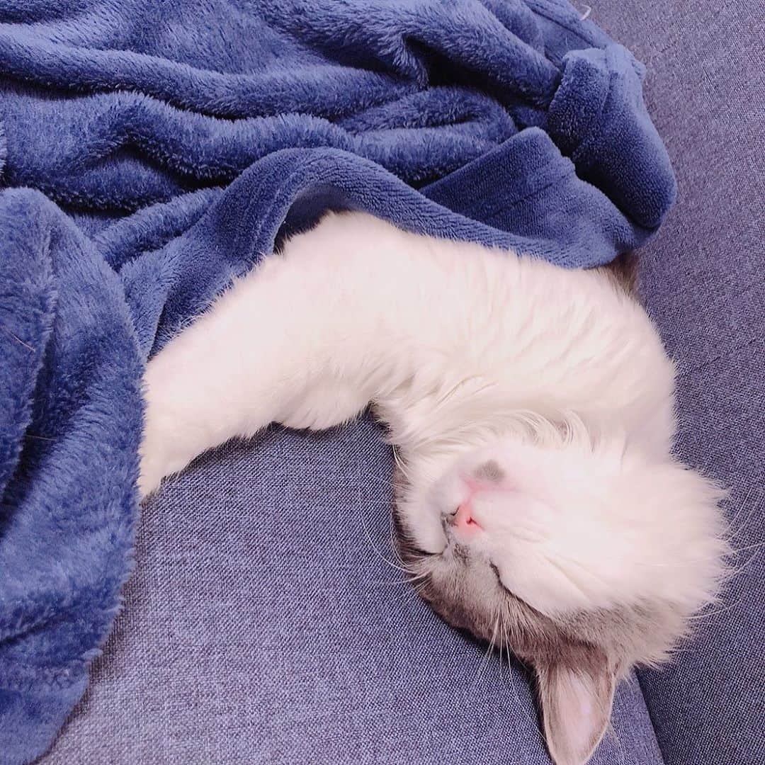 白又敦さんのインスタグラム写真 - (白又敦Instagram)「人のように寝てる。 #猫 #ねこすたぐらむ #ねこ #ねこ部 #cat #catstagram #catlife🐾 #ねこすきさんと繋がりたい #ねこ好き」11月11日 16時53分 - shiramata0322