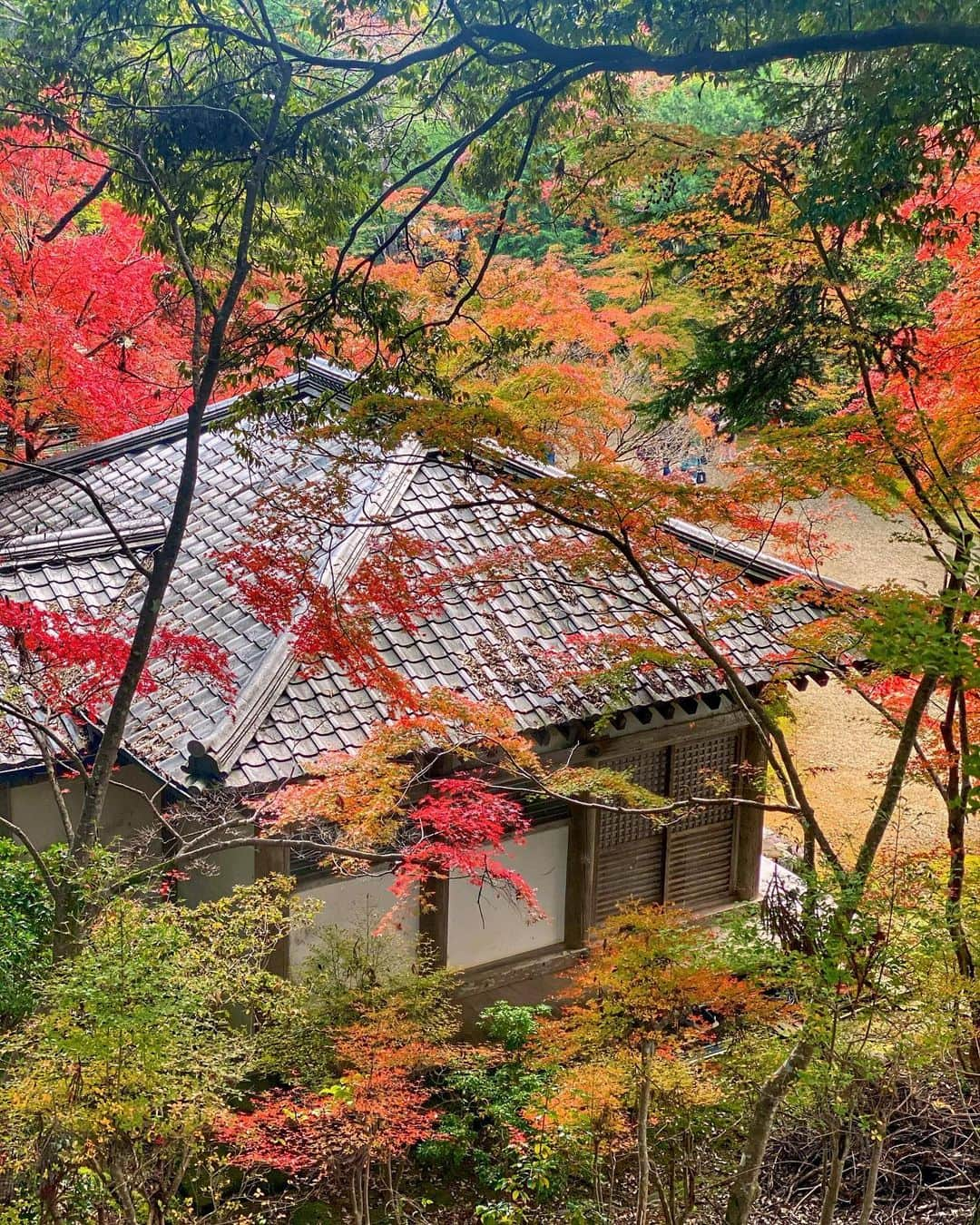 hama_aki_pppさんのインスタグラム写真 - (hama_aki_pppInstagram)「京都市右京区#神護寺 (スライドして下さい) Location Kyoto Japan (Swipe)  　 2020.11.8 　  #神社仏閣　 #寺院仏閣　 #美しい日本　 #日本庭園  #おとな旅プレミアム　 #紅葉狩り  #そうだ京都行こう　 #こころから  #日本ツアーズ　 #momiji  #japan_daytime_view  #autumnleaves  #top_favorite_shots  #japan_vacations  #inspring_shot #beautiful_kansai #worldbestshot  #japanesetemple  #japanesegarden  #loves_united_japan  #jalan_travel  #special_spot_  #japanese_gardens  #look_japan  #otonatabi_japan  #autumn_leaves  #autumn_colors」11月11日 16時58分 - hama_aki_ppp