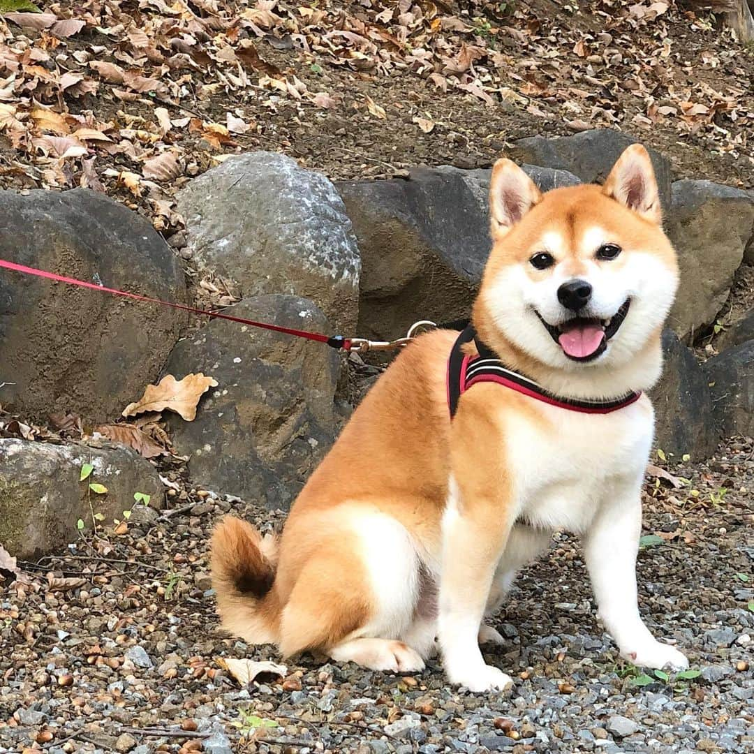 せんべえのインスタグラム