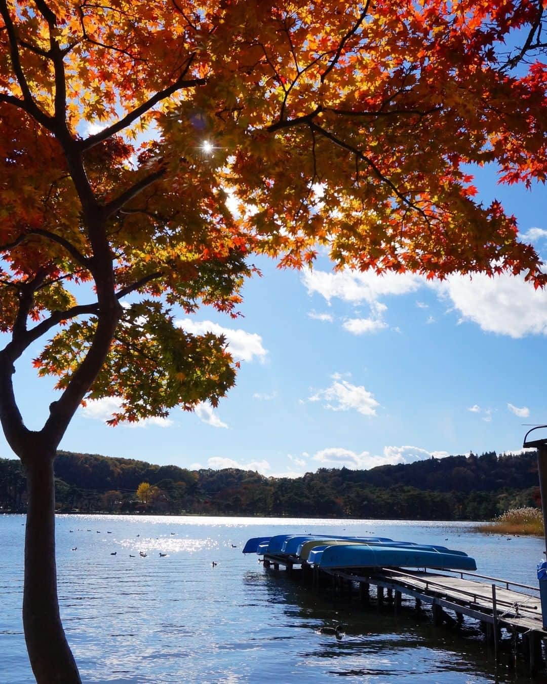 福島県さんのインスタグラム写真 - (福島県Instagram)「【南湖公園】  松平定信公が造った日本最古の公園の静かな秋。紅葉の下でひと休みすると、北からやってきた渡り鳥の声と羽音が、きらめく水面の向こうから聞こえてきました。  #南湖公園 #白河市 #福島県 #shirakawacity #fukushima #traveljapan #futurefromfukushima #ふくしまからはじめよう #新しい生活様式からはじめよう」11月11日 17時15分 - realize_fukushima