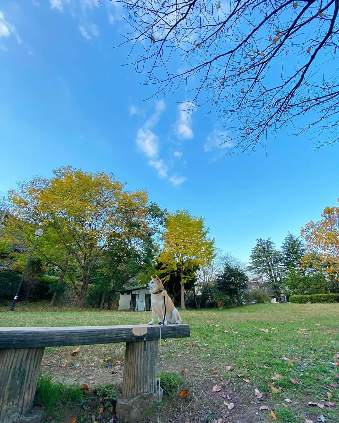 マル子のインスタグラム：「秋の朝です🍂  #マル子」