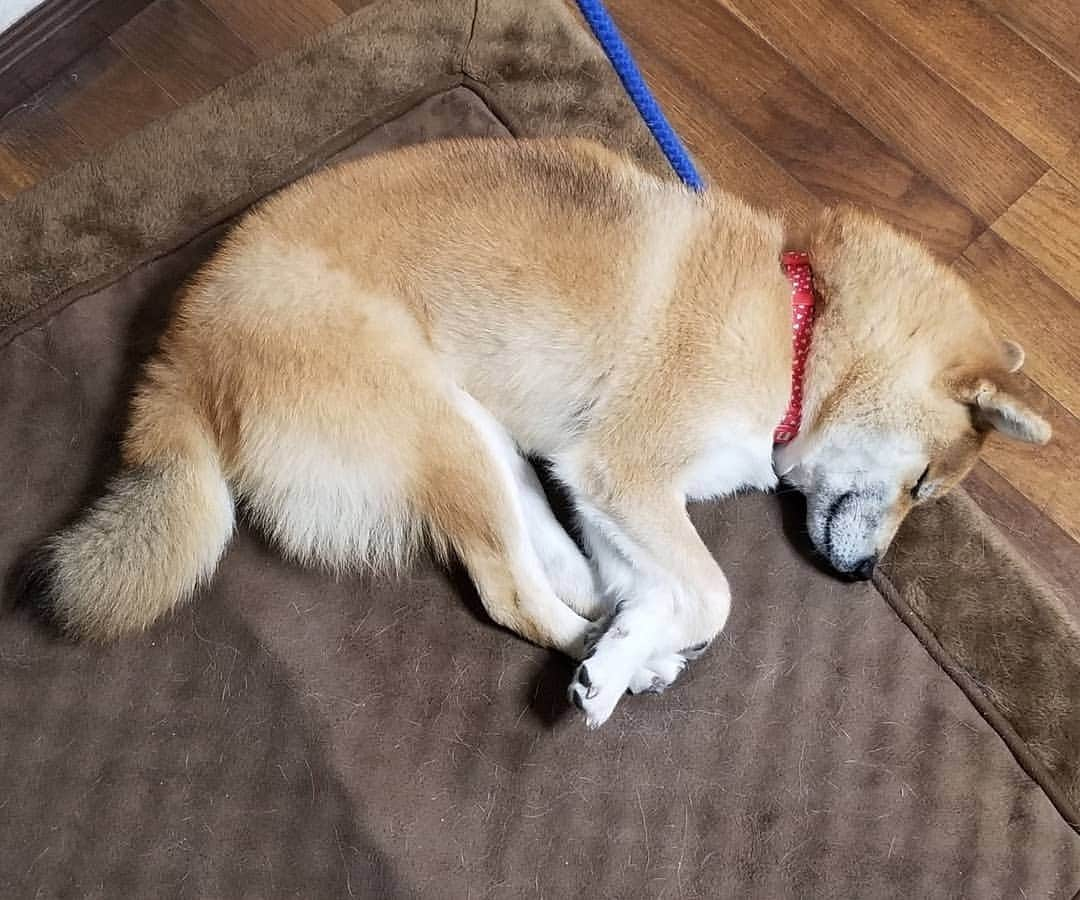 柴犬たま Shibainu Tamaのインスタグラム