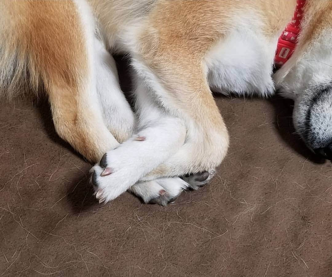 柴犬たま Shibainu Tamaさんのインスタグラム写真 - (柴犬たま Shibainu TamaInstagram)「ミジンコたまさん🐶💤  ていうか、足どうなってんの⁉️🙄(笑) ﻿﻿﻿ Caption trans🇬🇧﻿﻿﻿ Tama is sleeping🐶💤 What's going on with her legs⁉️🙄(lol) ﻿﻿﻿ #柴犬たま #たママ #たまーば #寝顔 #すやすや #ミジンコ犬 #ミジンコ寝 #足クロス #柴犬 #shiba #shibainu #shibastagram #犬 #dog」11月11日 17時56分 - tama7653