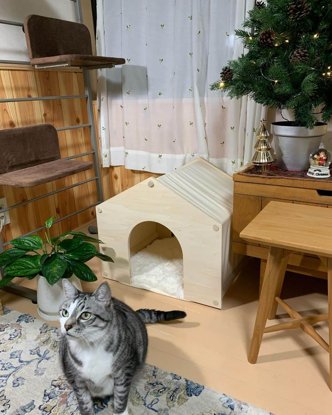 ?りっこ?さんのインスタグラム写真 - (?りっこ?Instagram)「＊ ＊ 🌿  HARUTAROU 🌿 ＊ ・@lifullhomesdiymag  様より ・ 木製で屋根と側面が帆布で出来ていて 落ち着きがあり どんなお部屋にも ピッタリ ♪♪♪ ＊ ・ 全商品に使える10%offクーポン ・ CPFR2011-Q147 ・ 2020年11月30 日まで ご利用可能！ ・ 是非こちらから💁‍♀️ @makeagoodmarket  様 ＊ ＊ #makeagoodmarket  #メイクアグッドペットハウス #cats_of_instagram  #TheDailyKitten  #cats_of_world #balousfriends  #catloversclub  #cat_features #catstocker #themeowlife  #sweetcatstime  #thedailykitten #cats_of_instworld #IGersJP #happypetclub #bestmeow #保護猫 #catsfollowers  #ペットハウス#クリスマスツリー #catsnet #instacat_meows #cutieanimalspage #cutecatshow  #thedailykitten #猫とインテリア #sweetcatonline #nyancon01 #sippoストーリー　#petokotolife ＊ ＊ 🌿🌿🌿🌿🌿🌿🌿🌿🌿🌿🌿🌿🌿🌿🌿🌿」11月11日 18時01分 - usako_honma