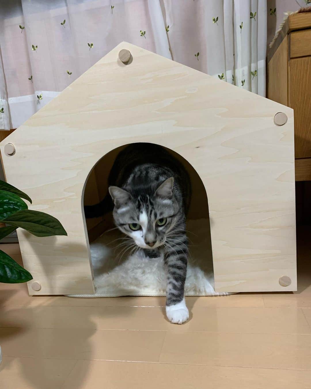 ?りっこ?さんのインスタグラム写真 - (?りっこ?Instagram)「＊ ＊ 🌿  HARUTAROU 🌿 ＊ ・@lifullhomesdiymag  様より ・ 木製で屋根と側面が帆布で出来ていて 落ち着きがあり どんなお部屋にも ピッタリ ♪♪♪ ＊ ・ 全商品に使える10%offクーポン ・ CPFR2011-Q147 ・ 2020年11月30 日まで ご利用可能！ ・ 是非こちらから💁‍♀️ @makeagoodmarket  様 ＊ ＊ #makeagoodmarket  #メイクアグッドペットハウス #cats_of_instagram  #TheDailyKitten  #cats_of_world #balousfriends  #catloversclub  #cat_features #catstocker #themeowlife  #sweetcatstime  #thedailykitten #cats_of_instworld #IGersJP #happypetclub #bestmeow #保護猫 #catsfollowers  #ペットハウス#クリスマスツリー #catsnet #instacat_meows #cutieanimalspage #cutecatshow  #thedailykitten #猫とインテリア #sweetcatonline #nyancon01 #sippoストーリー　#petokotolife ＊ ＊ 🌿🌿🌿🌿🌿🌿🌿🌿🌿🌿🌿🌿🌿🌿🌿🌿」11月11日 18時01分 - usako_honma