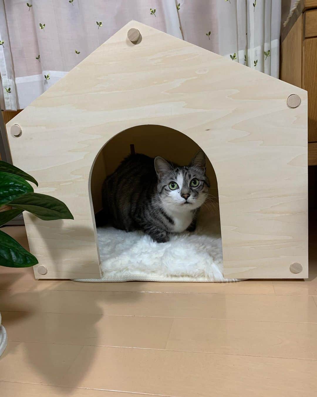 ?りっこ?さんのインスタグラム写真 - (?りっこ?Instagram)「＊ ＊ 🌿  HARUTAROU 🌿 ＊ ・@lifullhomesdiymag  様より ・ 木製で屋根と側面が帆布で出来ていて 落ち着きがあり どんなお部屋にも ピッタリ ♪♪♪ ＊ ・ 全商品に使える10%offクーポン ・ CPFR2011-Q147 ・ 2020年11月30 日まで ご利用可能！ ・ 是非こちらから💁‍♀️ @makeagoodmarket  様 ＊ ＊ #makeagoodmarket  #メイクアグッドペットハウス #cats_of_instagram  #TheDailyKitten  #cats_of_world #balousfriends  #catloversclub  #cat_features #catstocker #themeowlife  #sweetcatstime  #thedailykitten #cats_of_instworld #IGersJP #happypetclub #bestmeow #保護猫 #catsfollowers  #ペットハウス#クリスマスツリー #catsnet #instacat_meows #cutieanimalspage #cutecatshow  #thedailykitten #猫とインテリア #sweetcatonline #nyancon01 #sippoストーリー　#petokotolife ＊ ＊ 🌿🌿🌿🌿🌿🌿🌿🌿🌿🌿🌿🌿🌿🌿🌿🌿」11月11日 18時01分 - usako_honma