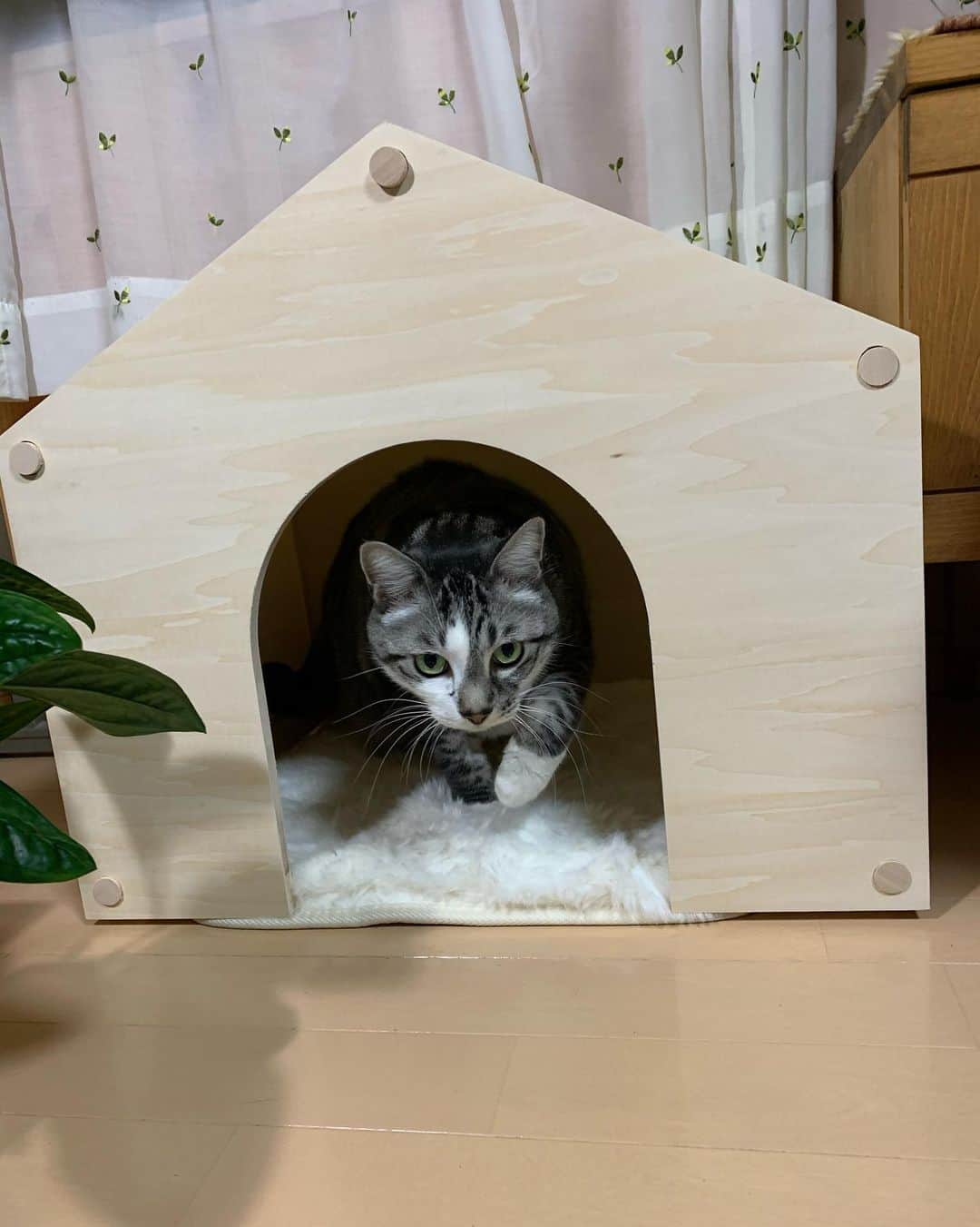 ?りっこ?さんのインスタグラム写真 - (?りっこ?Instagram)「＊ ＊ 🌿  HARUTAROU 🌿 ＊ ・@lifullhomesdiymag  様より ・ 木製で屋根と側面が帆布で出来ていて 落ち着きがあり どんなお部屋にも ピッタリ ♪♪♪ ＊ ・ 全商品に使える10%offクーポン ・ CPFR2011-Q147 ・ 2020年11月30 日まで ご利用可能！ ・ 是非こちらから💁‍♀️ @makeagoodmarket  様 ＊ ＊ #makeagoodmarket  #メイクアグッドペットハウス #cats_of_instagram  #TheDailyKitten  #cats_of_world #balousfriends  #catloversclub  #cat_features #catstocker #themeowlife  #sweetcatstime  #thedailykitten #cats_of_instworld #IGersJP #happypetclub #bestmeow #保護猫 #catsfollowers  #ペットハウス#クリスマスツリー #catsnet #instacat_meows #cutieanimalspage #cutecatshow  #thedailykitten #猫とインテリア #sweetcatonline #nyancon01 #sippoストーリー　#petokotolife ＊ ＊ 🌿🌿🌿🌿🌿🌿🌿🌿🌿🌿🌿🌿🌿🌿🌿🌿」11月11日 18時01分 - usako_honma