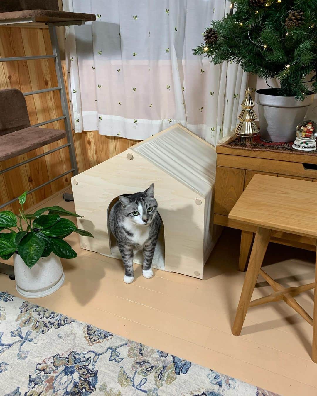 ?りっこ?さんのインスタグラム写真 - (?りっこ?Instagram)「＊ ＊ 🌿  HARUTAROU 🌿 ＊ ・@lifullhomesdiymag  様より ・ 木製で屋根と側面が帆布で出来ていて 落ち着きがあり どんなお部屋にも ピッタリ ♪♪♪ ＊ ・ 全商品に使える10%offクーポン ・ CPFR2011-Q147 ・ 2020年11月30 日まで ご利用可能！ ・ 是非こちらから💁‍♀️ @makeagoodmarket  様 ＊ ＊ #makeagoodmarket  #メイクアグッドペットハウス #cats_of_instagram  #TheDailyKitten  #cats_of_world #balousfriends  #catloversclub  #cat_features #catstocker #themeowlife  #sweetcatstime  #thedailykitten #cats_of_instworld #IGersJP #happypetclub #bestmeow #保護猫 #catsfollowers  #ペットハウス#クリスマスツリー #catsnet #instacat_meows #cutieanimalspage #cutecatshow  #thedailykitten #猫とインテリア #sweetcatonline #nyancon01 #sippoストーリー　#petokotolife ＊ ＊ 🌿🌿🌿🌿🌿🌿🌿🌿🌿🌿🌿🌿🌿🌿🌿🌿」11月11日 18時01分 - usako_honma