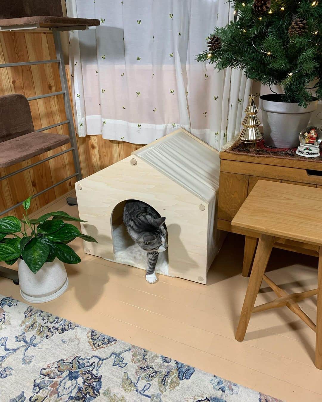 ?りっこ?さんのインスタグラム写真 - (?りっこ?Instagram)「＊ ＊ 🌿  HARUTAROU 🌿 ＊ ・@lifullhomesdiymag  様より ・ 木製で屋根と側面が帆布で出来ていて 落ち着きがあり どんなお部屋にも ピッタリ ♪♪♪ ＊ ・ 全商品に使える10%offクーポン ・ CPFR2011-Q147 ・ 2020年11月30 日まで ご利用可能！ ・ 是非こちらから💁‍♀️ @makeagoodmarket  様 ＊ ＊ #makeagoodmarket  #メイクアグッドペットハウス #cats_of_instagram  #TheDailyKitten  #cats_of_world #balousfriends  #catloversclub  #cat_features #catstocker #themeowlife  #sweetcatstime  #thedailykitten #cats_of_instworld #IGersJP #happypetclub #bestmeow #保護猫 #catsfollowers  #ペットハウス#クリスマスツリー #catsnet #instacat_meows #cutieanimalspage #cutecatshow  #thedailykitten #猫とインテリア #sweetcatonline #nyancon01 #sippoストーリー　#petokotolife ＊ ＊ 🌿🌿🌿🌿🌿🌿🌿🌿🌿🌿🌿🌿🌿🌿🌿🌿」11月11日 18時01分 - usako_honma