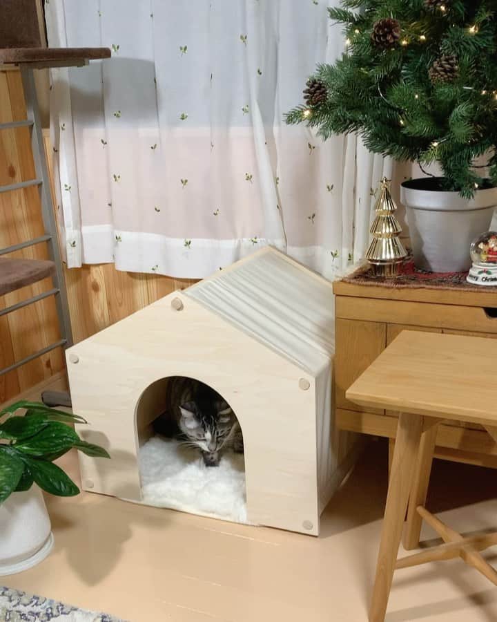 のインスタグラム：「＊ ＊ 🌿  HARUTAROU 🌿 ＊ ・@lifullhomesdiymag  様より ・ 木製で屋根と側面が帆布で出来ていて 落ち着きがあり どんなお部屋にも ピッタリ ♪♪♪ ＊ ・ 全商品に使える10%offクーポン ・ CPFR2011-Q147 ・ 2020年11月30 日まで ご利用可能！ ・ 是非こちらから💁‍♀️ @makeagoodmarket  様 ＊ ＊ #makeagoodmarket  #メイクアグッドペットハウス #cats_of_instagram  #TheDailyKitten  #cats_of_world #balousfriends  #catloversclub  #cat_features #catstocker #themeowlife  #sweetcatstime  #thedailykitten #cats_of_instworld #IGersJP #happypetclub #bestmeow #保護猫 #catsfollowers  #ペットハウス#クリスマスツリー #catsnet #instacat_meows #cutieanimalspage #cutecatshow  #thedailykitten #猫とインテリア #sweetcatonline #nyancon01 #sippoストーリー　#petokotolife ＊ ＊ 🌿🌿🌿🌿🌿🌿🌿🌿🌿🌿🌿🌿🌿🌿🌿🌿」