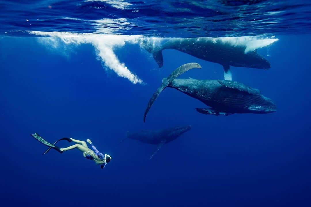 篠宮龍三のインスタグラム：「Leaving...  📸@ryuzoshinomiya   #whale #humpbackwhale  #whaleswim #freediving   #ホエールスイム #フリーダイビング  #sony #a7r3  #sigma #sigma14mmf18  #Nauticamhousings #underwaterphotography」