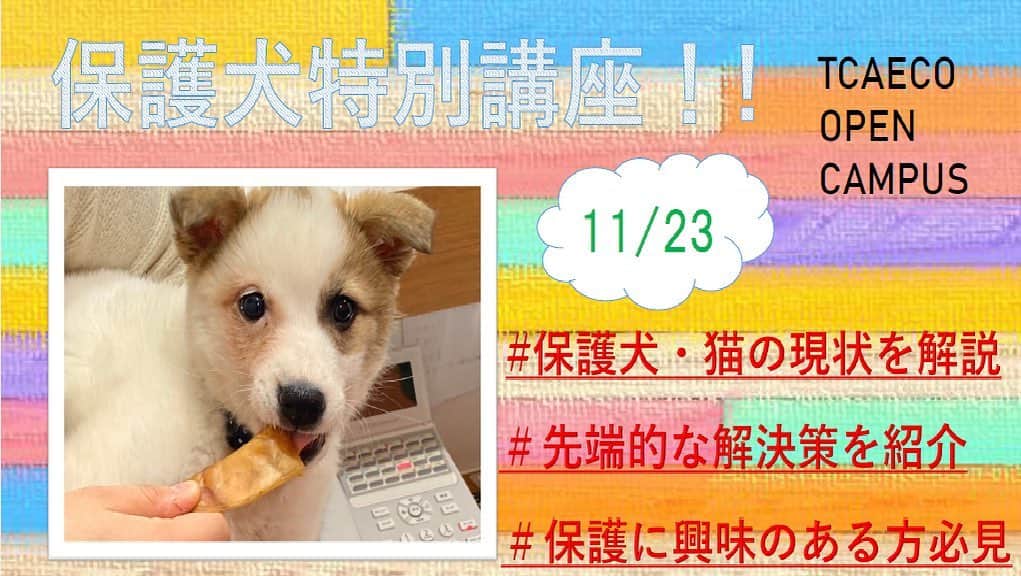 【公式】東京コミュニケーションアート専門学校ECOさんのインスタグラム写真 - (【公式】東京コミュニケーションアート専門学校ECOInstagram)「オープンキャンパスのご案内です‼️ 保護犬について勉強してみたい方、 見逃さない方が良いですよ😳 体験予約をご希望の方は、HPをクリックしてください👍  #tcaeco #動物専門学校 #保護犬 #オープンキャンパス #tca東京eco動物海洋専門学校 #動物 #専門学校 #ペット #ドッグトレーナー #ドッグトレーナーコース #進路」11月11日 18時17分 - tca_eco