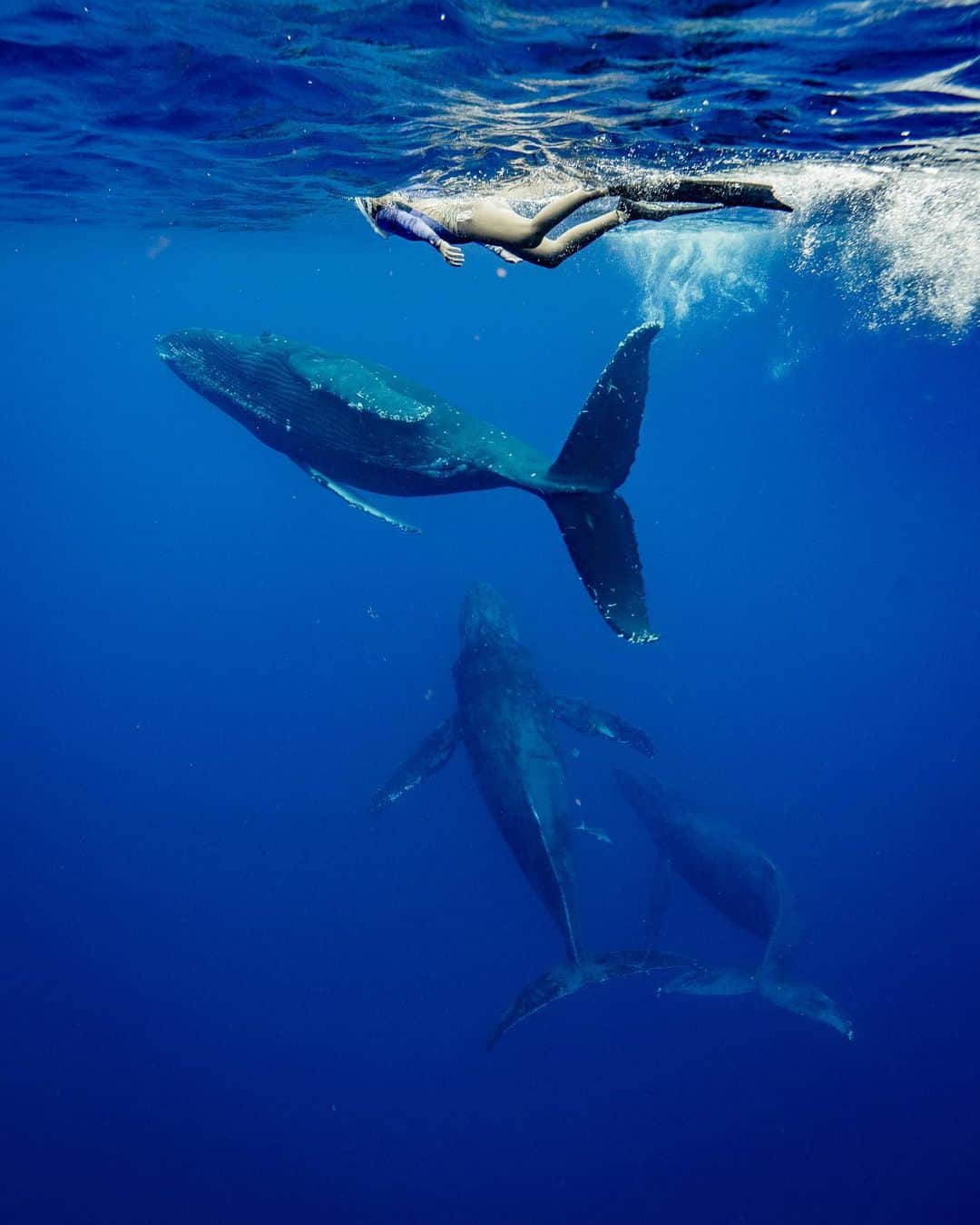 篠宮龍三のインスタグラム：「Follow us!!!  📸@ryuzoshinomiya   #whale #humpbackwhale  #whaleswim #freediving   #ホエールスイム #フリーダイビング  #sony #a7r3  #sigma #sigma14mmf18  #Nauticamhousings #underwaterphotography」