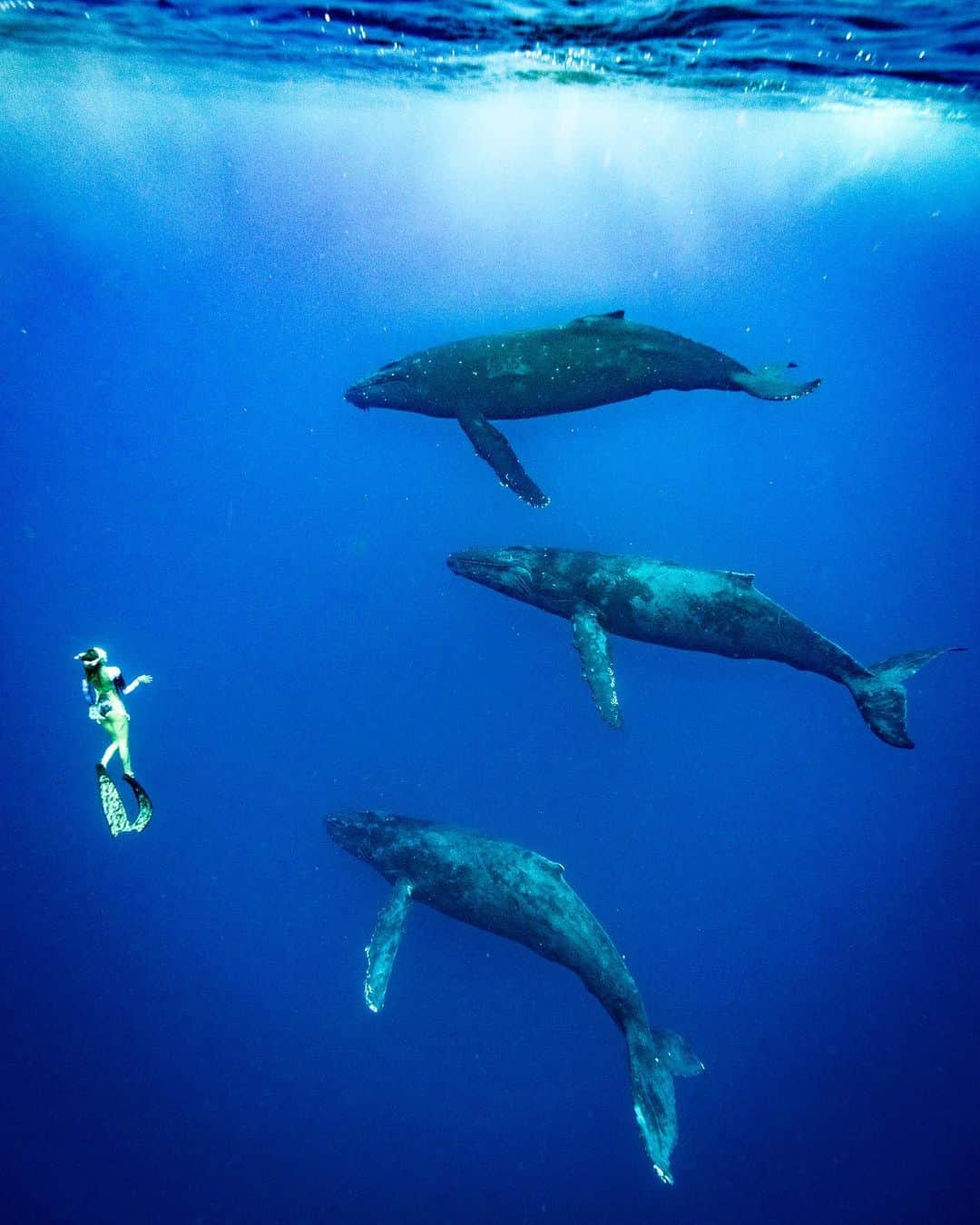 篠宮龍三のインスタグラム：「Talking with GODS  📸@ryuzoshinomiya   #whale #humpbackwhale  #whaleswim #freediving   #ホエールスイム #フリーダイビング  #sony #a7r3  #sigma #sigma14mmf18  #Nauticamhousings #underwaterphotography」