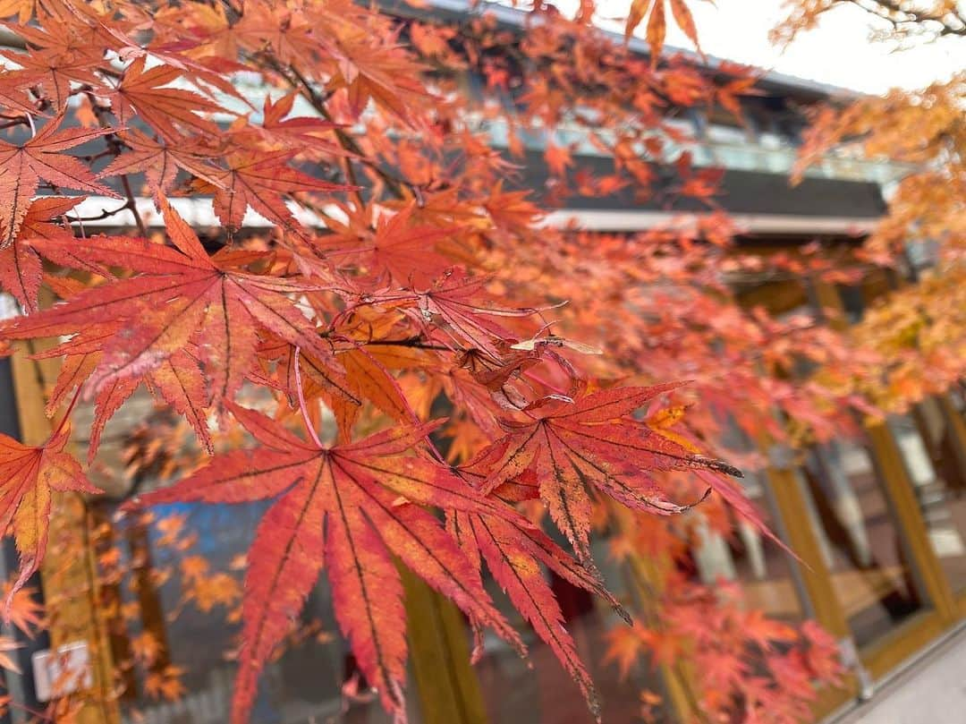 大塚美優のインスタグラム：「#karuizawa#紅葉#軽井沢#japan」