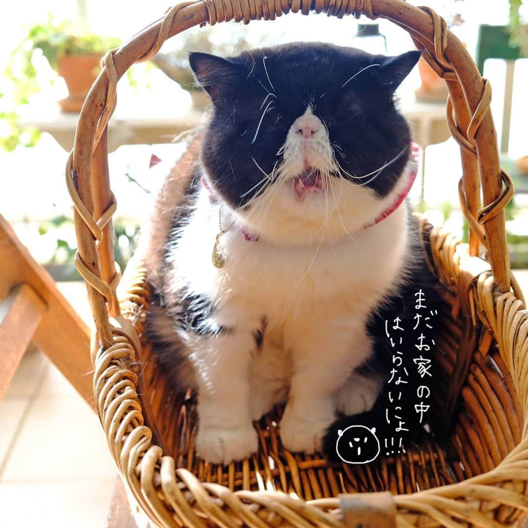 なっつ。さんのインスタグラム写真 - (なっつ。Instagram)「🐼♥️ ぽかぽかにょー🐼♥️ * お日様🌞大好きおぷぃちゃん。 ベランダで日向ぼっこしたいと せがむので一緒に日向ぼっこ😊 でも日向ぼっこしだすと ながーいの😂 お家の中に入ろうって言っても いやや言うよー(笑) でもたっぷり光合成して ビタミンDいっぱい形成出来たね☀️ #日向ぼっこ #baskinginthesun ・ ・ ・」11月11日 18時42分 - punipopo