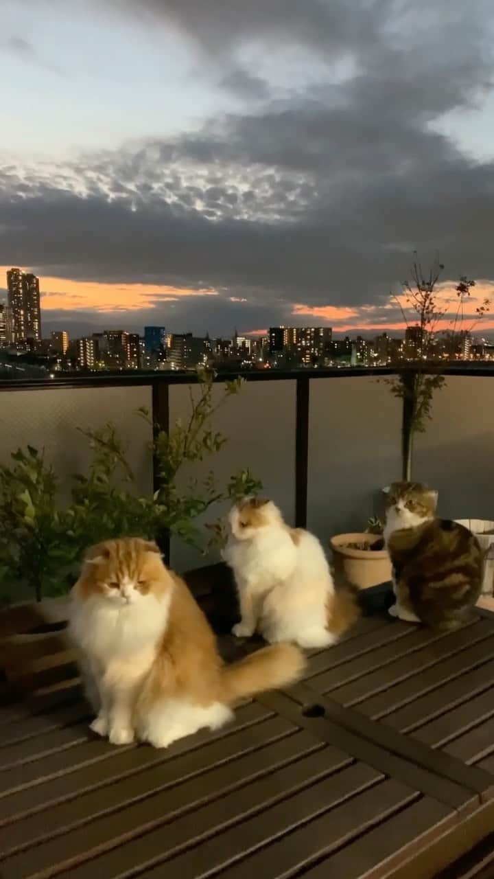のインスタグラム：「what a beautiful sky ✨  今日の夕焼け✨ なんて綺麗なんでしょう  #weeklyfluff #cats #whatawonderfulworld #sky #catsofinstagram #meowed #catstagram #beautiful #cat」
