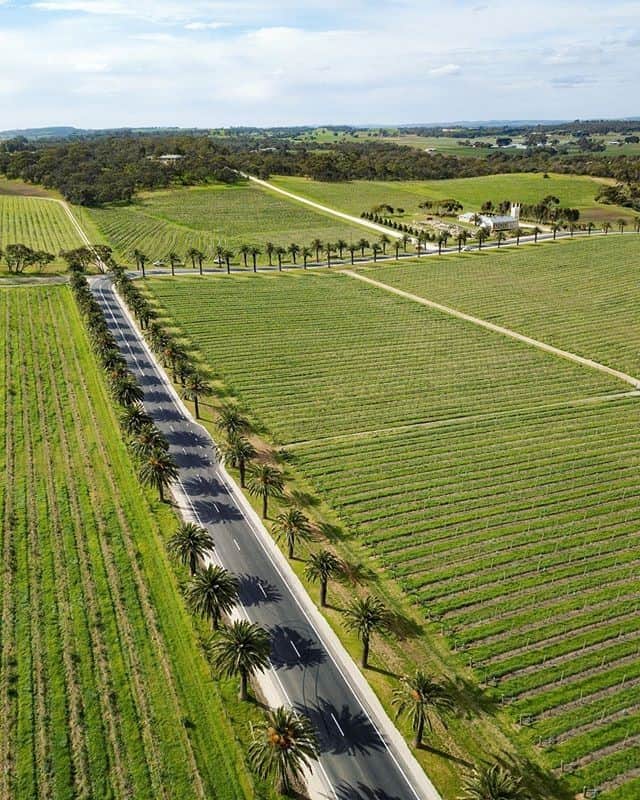 Australiaさんのインスタグラム写真 - (AustraliaInstagram)「We've gone slightly palm-y daydreaming of a @mybarossa adventure! 🌴🍷@susiereynolds66 took this amazing #drone shot of the vineyards along #seppeltsfieldroad in @southaustralia. A must-do for any trip to the #BarossaValley, this 5-kilometre stretch of road lined with over 2000 palm trees is not only a highly Instagrammable shot, it will also take you straight to one of the many incredible local wineries like @seppeltsfield, @barossavalleyestate, and @twohandswines, as well as award-winning restaurants like @appellationrestaurant, @finoseppeltsfield and @hentleyfarm. To round out your trip, a night at one of the luxe vineyard stays like @staycambourne and @thelouisebarossa is a great idea. #seeaustralia #seesouthaustralia #mybarossa #seppeltsfield #holidayherethisyear」11月11日 19時00分 - australia