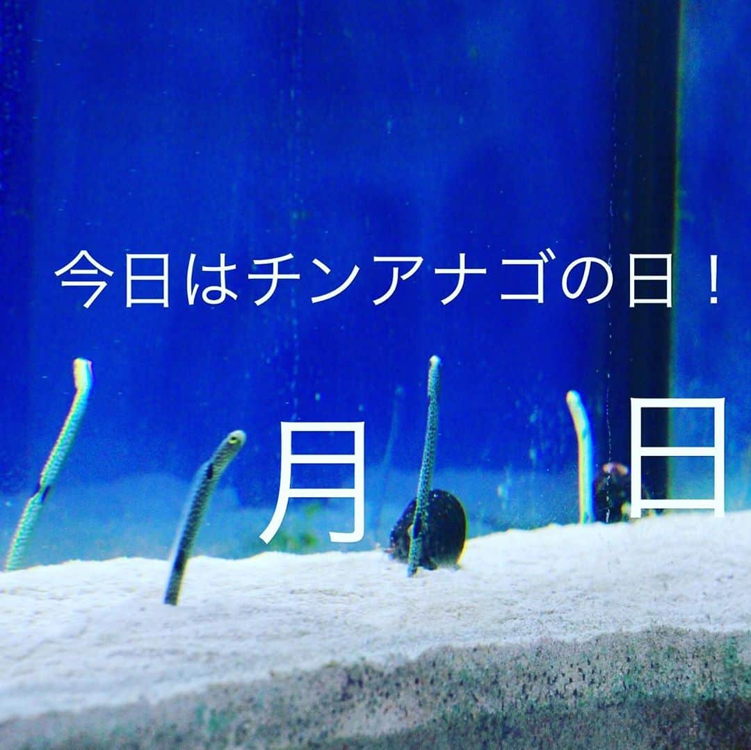 大阪ECO動物海洋専門学校さんのインスタグラム写真 - (大阪ECO動物海洋専門学校Instagram)「今日はチンアナゴの日だそうです。 大阪ECOのチンアナゴ達は今日もニョロニョロ元気にしていました♪ しばらくお休みしていた、有志による大阪ECO水族館も再開予定です！ 気になる方はホームページを確認してくださいね！ #大阪eco動物海洋専門学校 #大阪市西区 #チンアナゴ #チンアナゴの日 #水族館」11月11日 19時03分 - osaka_eco