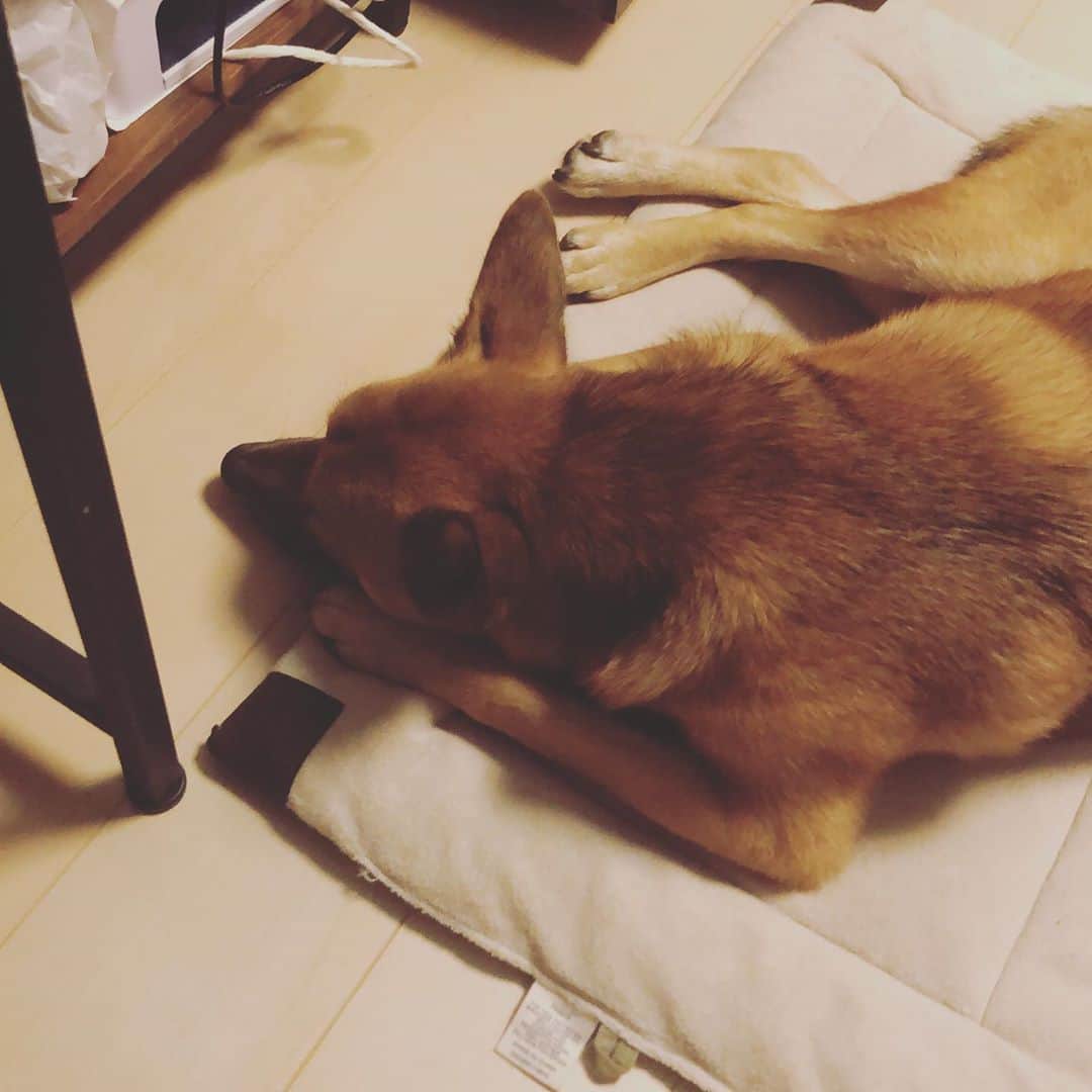佐々木海のインスタグラム：「勉強してたら横で大人しく寝てる☺️ 可愛くて集中できない。 #犬 #イヌ #イヌスタグラム #いぬすたぐらむ #犬バカ部 #いぬばか部 #ふわもこ部 #いぬら部 #犬のいる暮らし #保護犬 #元野犬 #雑種 #雑種犬 #ビビり犬 #里親 #保護犬を家族に #保護犬を飼おう #殺処分ゼロ #dog #dogs #dogstagram #doglove #doglover #doglovers #doglife #dogslife #rescuedog #rescueddog」
