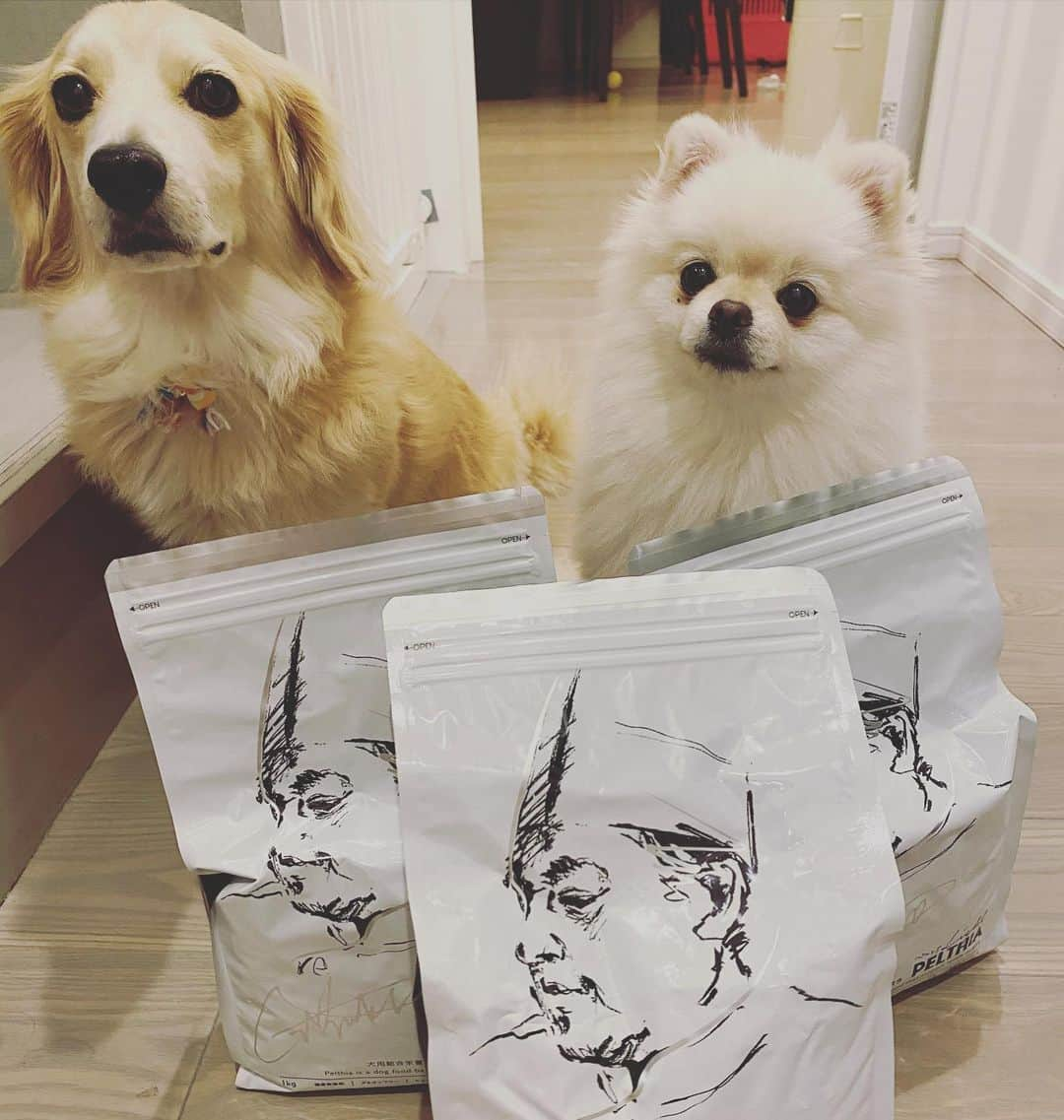 葵ゆりかさんのインスタグラム写真 - (葵ゆりかInstagram)「待て中✋ 早く食べたくて仕方ない🐶笑  愛犬が喜んで食べてくれると本当に嬉しい❣️  今日は1111 わんわんわんわん🐶🐶🐶🐶 てことで犬の日です✨✨  愛犬の体に優しいドッグフード選びを💕　　  @pelthia_official  は、定期購入がお得です✨ プライスダウンしてます！ 引き続きキャンペーンもやってます❤️  #pelthia #ペルシア　#ドッグフード選び #犬の日　#ドッグフード　#1111 #dog #無添加ドッグフード　#グルテンフリー　#わんこごはん #わんこ　#いぬ　#犬　#dogstagram #instadog #愛犬　#にょろ　#おもち　#ミックス犬　#ポメラニアン　#pomeranian #白ポメラニアン部」11月11日 19時30分 - yuriyuricchi