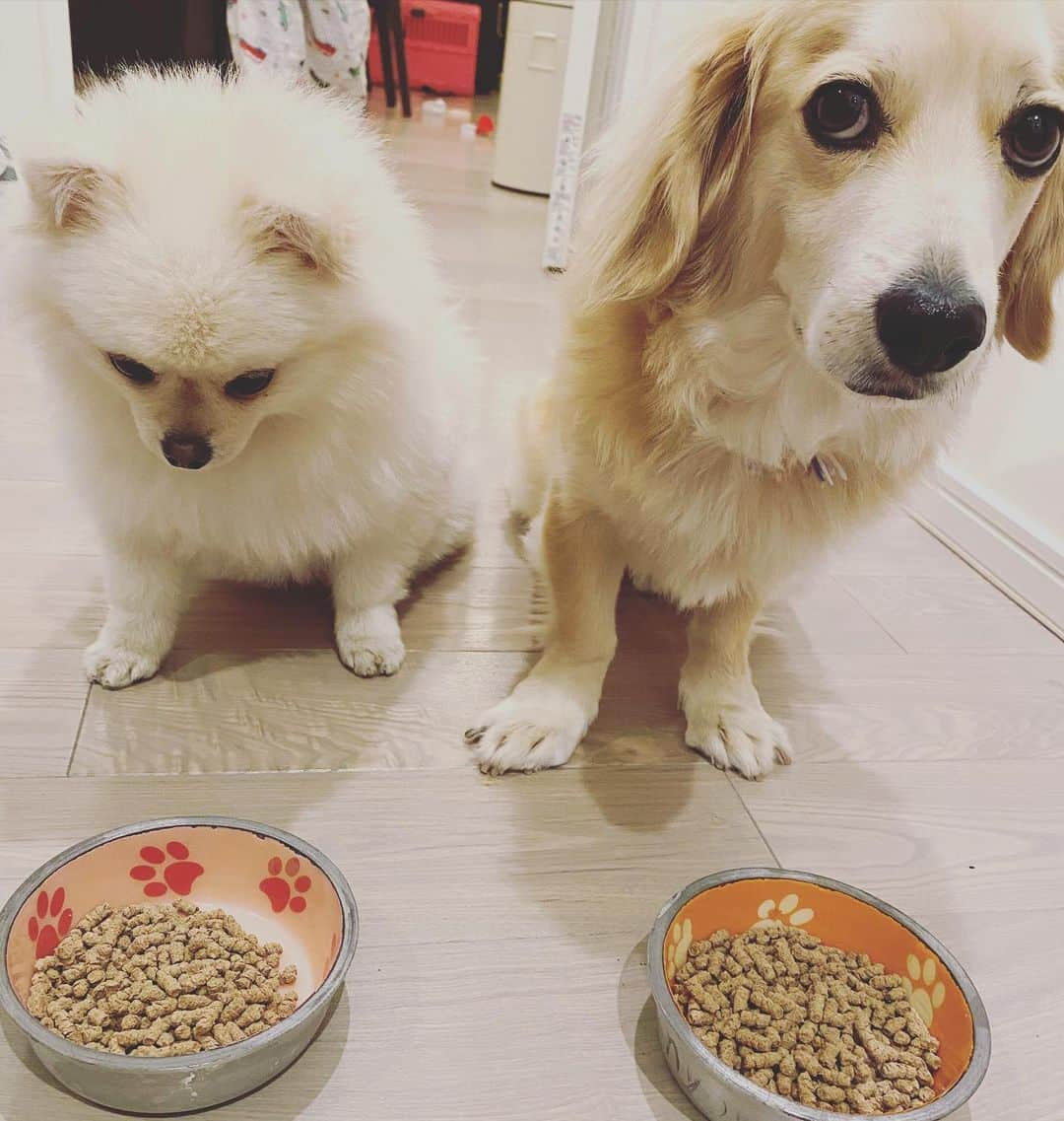 葵ゆりかさんのインスタグラム写真 - (葵ゆりかInstagram)「待て中✋ 早く食べたくて仕方ない🐶笑  愛犬が喜んで食べてくれると本当に嬉しい❣️  今日は1111 わんわんわんわん🐶🐶🐶🐶 てことで犬の日です✨✨  愛犬の体に優しいドッグフード選びを💕　　  @pelthia_official  は、定期購入がお得です✨ プライスダウンしてます！ 引き続きキャンペーンもやってます❤️  #pelthia #ペルシア　#ドッグフード選び #犬の日　#ドッグフード　#1111 #dog #無添加ドッグフード　#グルテンフリー　#わんこごはん #わんこ　#いぬ　#犬　#dogstagram #instadog #愛犬　#にょろ　#おもち　#ミックス犬　#ポメラニアン　#pomeranian #白ポメラニアン部」11月11日 19時30分 - yuriyuricchi