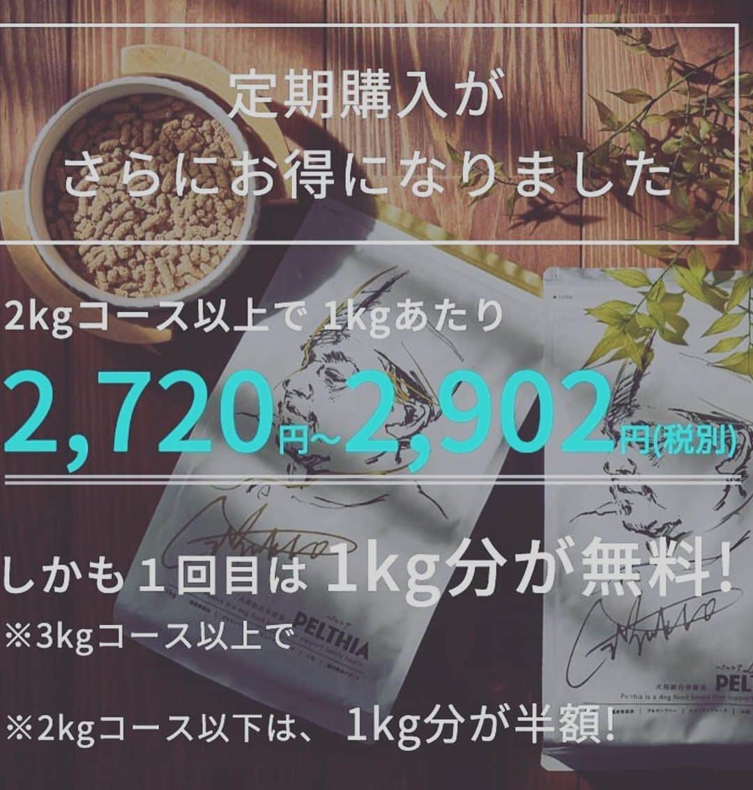 葵ゆりかさんのインスタグラム写真 - (葵ゆりかInstagram)「待て中✋ 早く食べたくて仕方ない🐶笑  愛犬が喜んで食べてくれると本当に嬉しい❣️  今日は1111 わんわんわんわん🐶🐶🐶🐶 てことで犬の日です✨✨  愛犬の体に優しいドッグフード選びを💕　　  @pelthia_official  は、定期購入がお得です✨ プライスダウンしてます！ 引き続きキャンペーンもやってます❤️  #pelthia #ペルシア　#ドッグフード選び #犬の日　#ドッグフード　#1111 #dog #無添加ドッグフード　#グルテンフリー　#わんこごはん #わんこ　#いぬ　#犬　#dogstagram #instadog #愛犬　#にょろ　#おもち　#ミックス犬　#ポメラニアン　#pomeranian #白ポメラニアン部」11月11日 19時30分 - yuriyuricchi