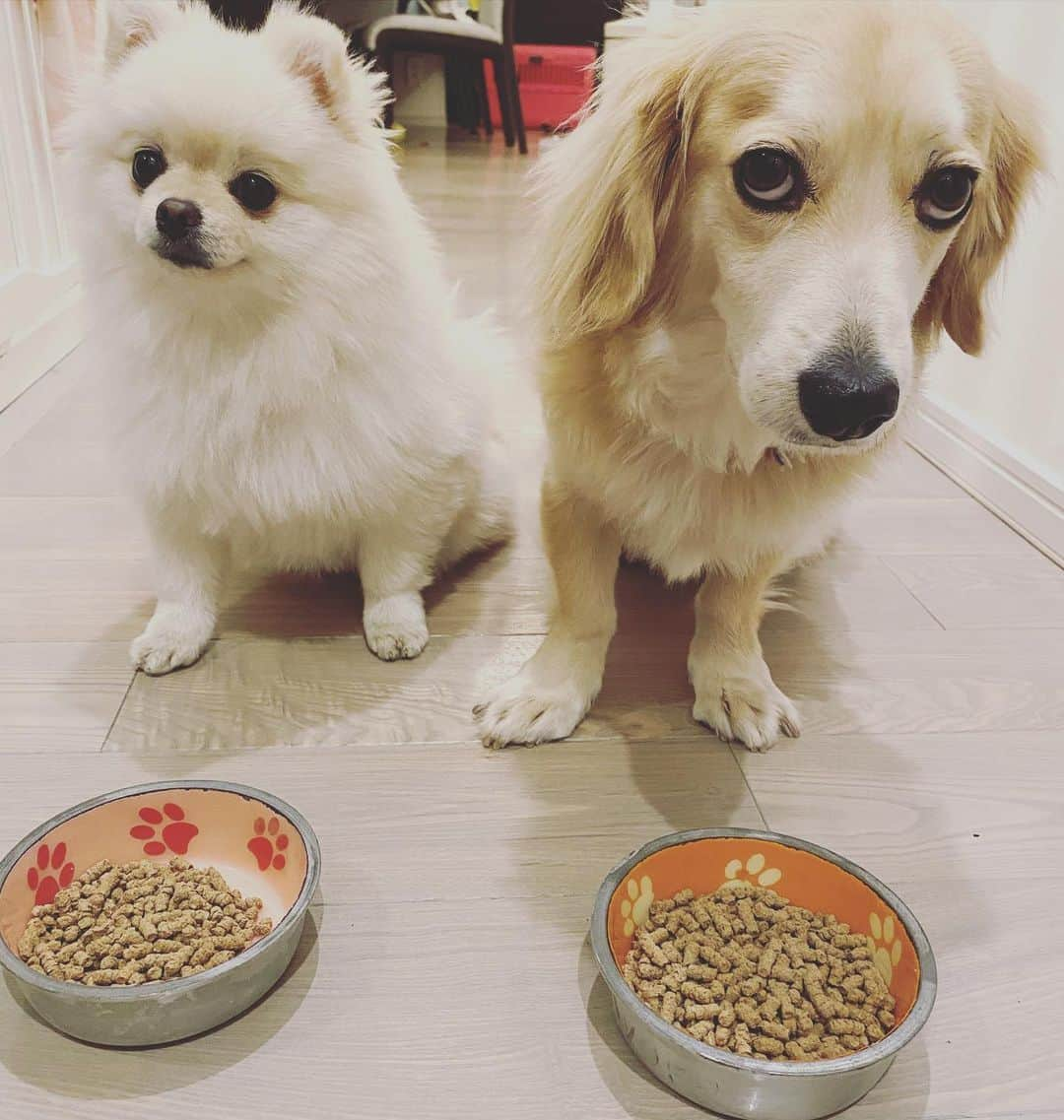 葵ゆりかさんのインスタグラム写真 - (葵ゆりかInstagram)「待て中✋ 早く食べたくて仕方ない🐶笑  愛犬が喜んで食べてくれると本当に嬉しい❣️  今日は1111 わんわんわんわん🐶🐶🐶🐶 てことで犬の日です✨✨  愛犬の体に優しいドッグフード選びを💕　　  @pelthia_official  は、定期購入がお得です✨ プライスダウンしてます！ 引き続きキャンペーンもやってます❤️  #pelthia #ペルシア　#ドッグフード選び #犬の日　#ドッグフード　#1111 #dog #無添加ドッグフード　#グルテンフリー　#わんこごはん #わんこ　#いぬ　#犬　#dogstagram #instadog #愛犬　#にょろ　#おもち　#ミックス犬　#ポメラニアン　#pomeranian #白ポメラニアン部」11月11日 19時30分 - yuriyuricchi