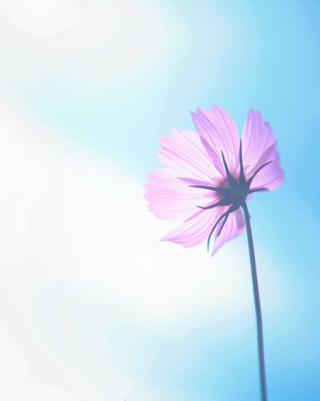 花の写真館のインスタグラム：「Photo by @ayuta.mori.⠀ https://instagram.com/ayuta.mori/⠀ .⠀ Original Post[投稿いただいたURL]⠀ https://www.instagram.com/p/CGGQLkFgebZ/⠀ .⠀ 本アカウントは、 #私の花の写真 をつけてInstagramに投稿された皆さまの花の写真や、「花の写真館」Facebookページで投稿された花の写真を紹介します。⠀ 「花の写真館」Facebookページは、「 @floral.photograph 」のプロフィールにあるURLからご覧ください。⠀ .⠀ ※各自、政府、自治体など公的機関の指示に従った行動をお願いします。⠀⠀ 東京カメラ部および分室では、写真を「見る楽しみ」を提供することを通して、微力ながら皆様にわずかな時間でも癒しをお届けしたいと思っております。⠀ ※本アカウントは東京カメラ部がFacebook、Instagramのサービスを利用して運営しているもので、Facebook社・Instagramとは一切関係ありません。⠀ .⠀ #花の写真館 #floralphotograph #floralphoto #flower #flowers⠀ Follow: @floral.photograph」
