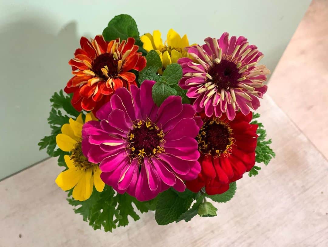 澤田愛美さんのインスタグラム写真 - (澤田愛美Instagram)「. スーパーJチャンネルABA 毎週水曜日は「きょうの花日記」🌸 . 今回はヒャクニチソウとも呼ばれる「ジニア」✍️ 庭や鉢に植えて楽しむイメージがありますが 切り花としては秋に最盛期を迎えます🍂 花言葉は「遠く離れた友を思う」「亡き友を偲ぶ」「幸福」など。 ヨーロッパではジニアの花は友情の証とされていて 花言葉の由来となっています😊 カラフルな色合いにパワーをもらえる「ジニア」✨ 友人に元気を贈れそうですね！ . .  #花のある暮らし   #ヒャクニチソウ #ジニア  #スーパーJチャンネルABA」11月11日 19時31分 - amy____oxox