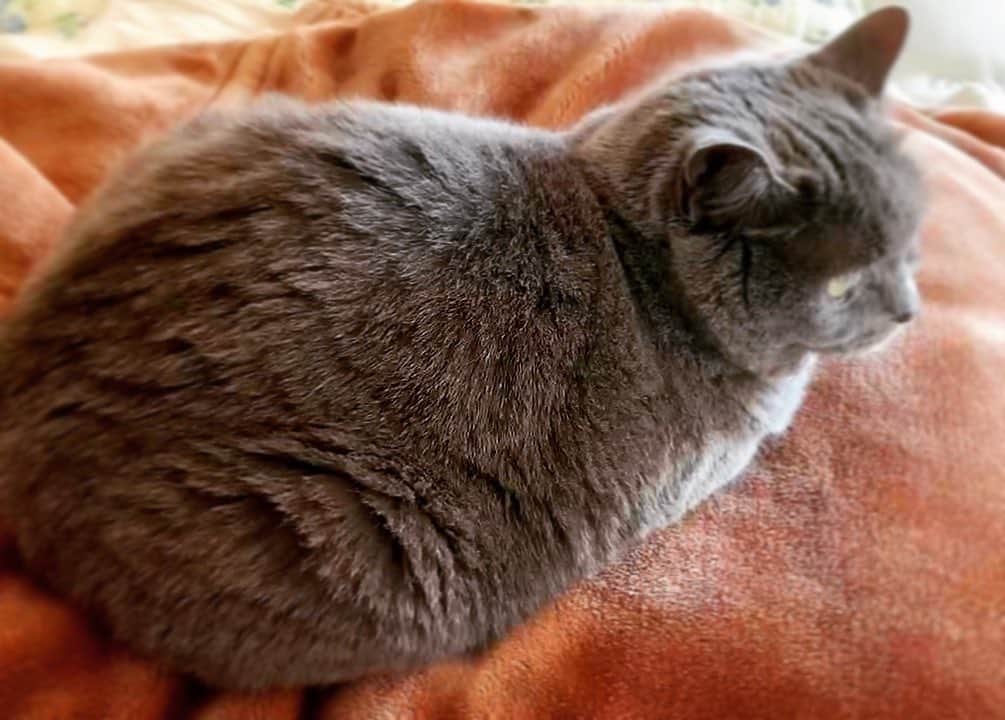 チキン南蛮カレーのルウ王子のグルメインスタ