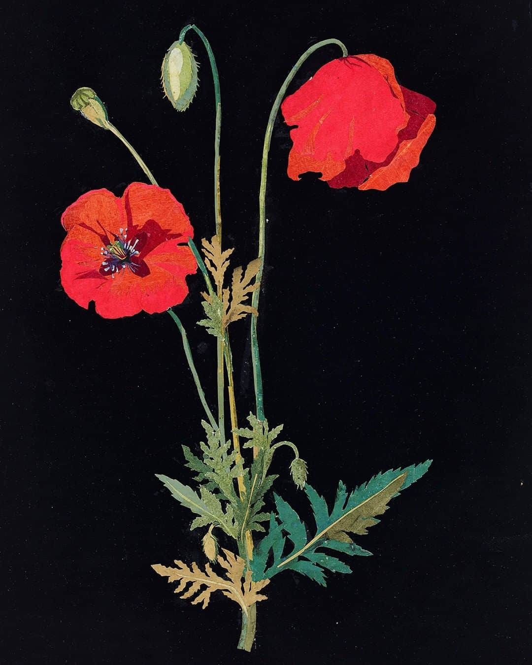 大英博物館さんのインスタグラム写真 - (大英博物館Instagram)「For #RemembranceDay, here is a red poppy made by Mary Delany in 1779.  Former Museum Keeper Laurence Binyon wrote the words of the ‘Ode of Remembrance’, which are inscribed on our War Memorial:  “They shall grow not old, as we that are left grow old:  Age shall not weary them, nor the years condemn.  At the going down of the sun and in the morning,  We will remember them.”  🔎 Mary Delany (1700–1788), ‘Papaver Rheus (Common Corn Poppy)’. Collage of coloured papers, with bodycolour and watercolour, on black ink background, 1779.」11月11日 19時41分 - britishmuseum