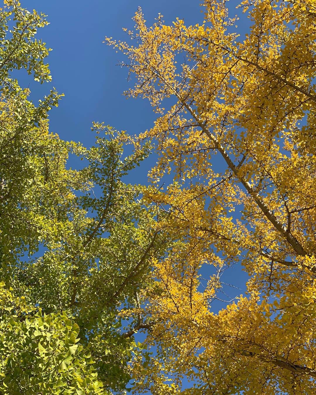橋本奈実さんのインスタグラム写真 - (橋本奈実Instagram)「今日はなかなか寒かったですね！ホットドリンクが美味しかった☕️紅葉もすすんでて、京都にいきたくなったー😭🍁今日はYouTube2つ上がっているので、ストーリーから飛んでみてくださいね♡☻」11月11日 19時55分 - nami_ch