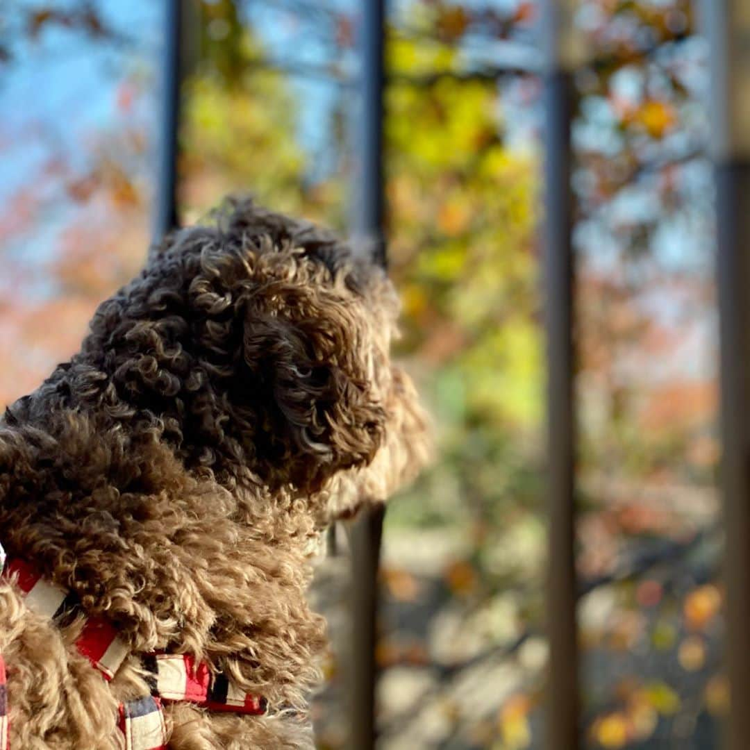 工藤静香さんのインスタグラム写真 - (工藤静香Instagram)「桜の葉の紅葉があまりにも綺麗で立ち止まってしまいました。 こんな色合いのドレスがあったら素敵でしょうね💕💕 アムちゃんも紅葉を見ていました。😉  天国にいるべべくんもそうでしたが、ワンちゃんが風を感じたり、景色を見たり、花を見たり、日向ぼっこをしているのを見ていると、何だかいつもジーン💧💧としてしまうんです。上手に表現できませんが、生きている時間を精一杯感じているような気がして、、、、、。」11月11日 19時56分 - kudo_shizuka