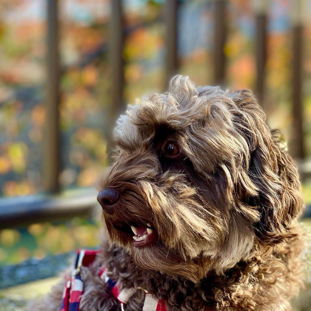 工藤静香さんのインスタグラム写真 - (工藤静香Instagram)「桜の葉の紅葉があまりにも綺麗で立ち止まってしまいました。 こんな色合いのドレスがあったら素敵でしょうね💕💕 アムちゃんも紅葉を見ていました。😉  天国にいるべべくんもそうでしたが、ワンちゃんが風を感じたり、景色を見たり、花を見たり、日向ぼっこをしているのを見ていると、何だかいつもジーン💧💧としてしまうんです。上手に表現できませんが、生きている時間を精一杯感じているような気がして、、、、、。」11月11日 19時56分 - kudo_shizuka