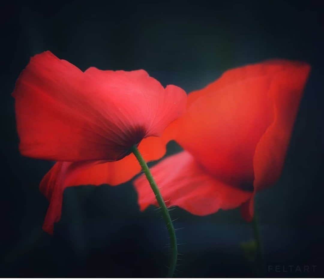 ナタリー・インブルーリアさんのインスタグラム写真 - (ナタリー・インブルーリアInstagram)「Lest we forget  11 11 11 #armisticeday #rememberanceday #111111  2mins silence 🙏🏽」11月11日 19時58分 - natalie_imbruglia