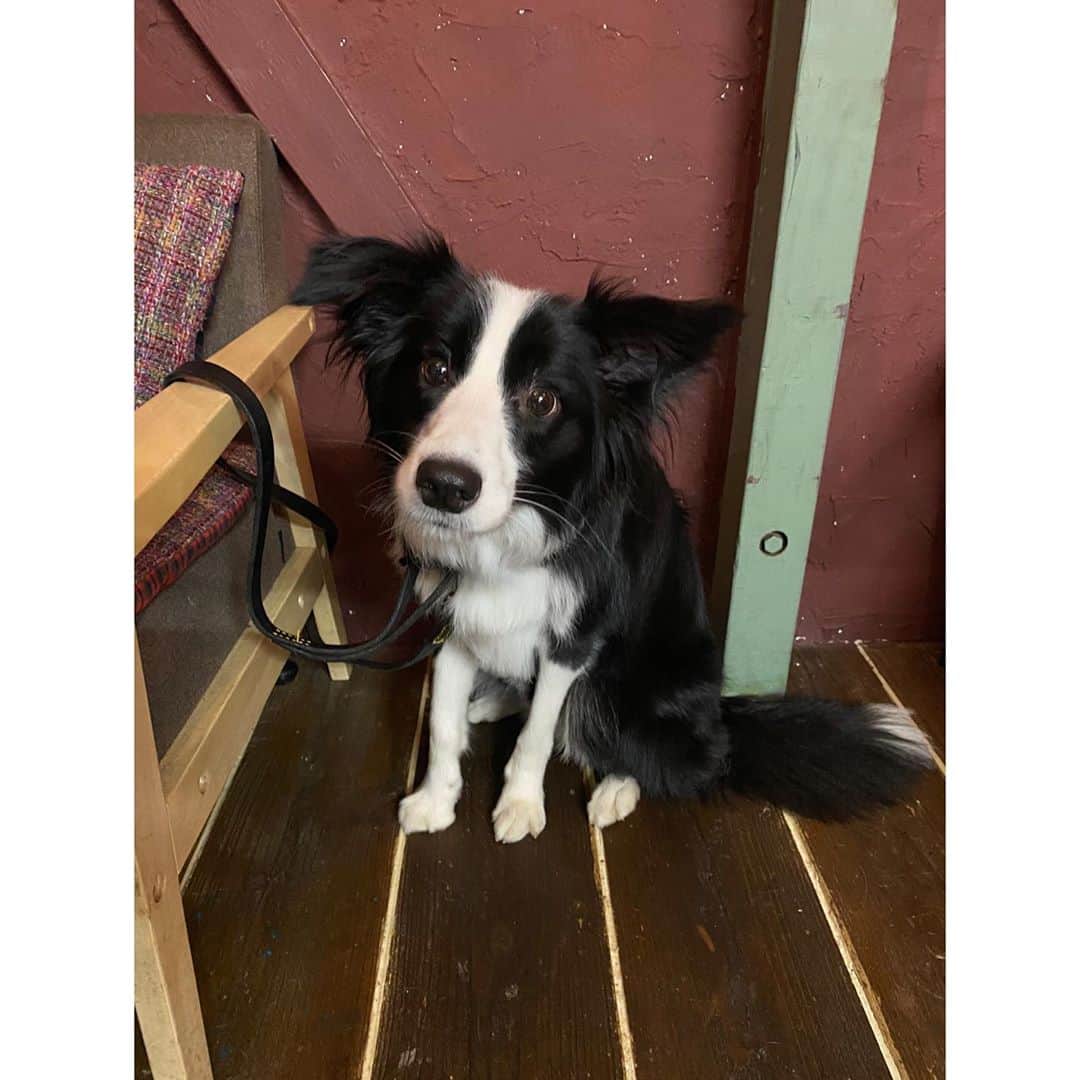 渡部いずみさんのインスタグラム写真 - (渡部いずみInstagram)「﻿ 💛﻿ ハラミ🐼﻿ happy birthday 🐼🐼💕﻿ ２歳です😄🙌﻿  教えてもらった こちらのお店は通いたい🥺💛💛﻿ ﻿ ﻿ ﻿ ﻿ ﻿ ﻿ #ハラミ﻿ #ボーダーコリー﻿ #誕生日﻿ #おめでとう﻿ #飛車角ミシュラン﻿」11月11日 20時03分 - pincher__izumi