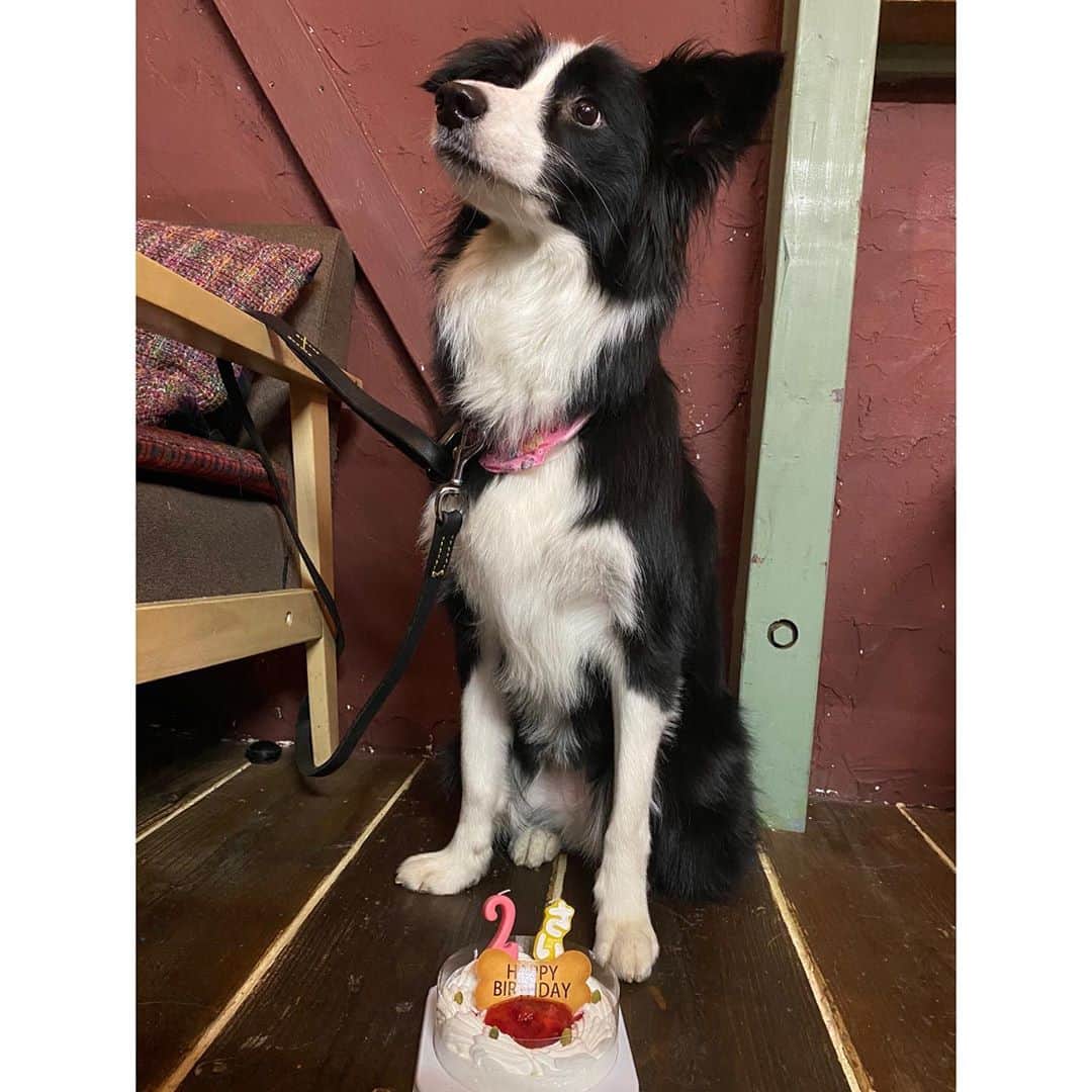 渡部いずみさんのインスタグラム写真 - (渡部いずみInstagram)「﻿ 💛﻿ ハラミ🐼﻿ happy birthday 🐼🐼💕﻿ ２歳です😄🙌﻿  教えてもらった こちらのお店は通いたい🥺💛💛﻿ ﻿ ﻿ ﻿ ﻿ ﻿ ﻿ #ハラミ﻿ #ボーダーコリー﻿ #誕生日﻿ #おめでとう﻿ #飛車角ミシュラン﻿」11月11日 20時03分 - pincher__izumi