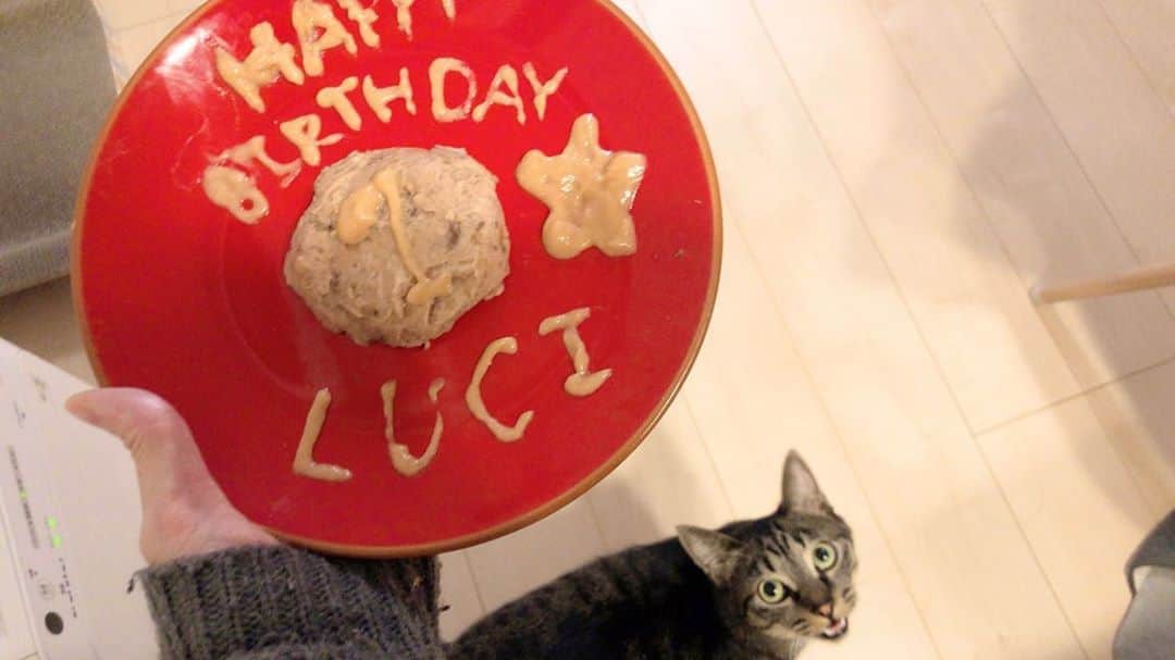 ♡caro꒰⌯͒•·̫•⌯͒꒱ ♡さんのインスタグラム写真 - (♡caro꒰⌯͒•·̫•⌯͒꒱ ♡Instagram)「音がでます🔊 ・ Happy Birthday LUCI👦🏻🌟 ・ ・ 遅くなりましたが、ルチ坊１歳のお誕生日を迎えておりました！(まさかの過去形！) ・ 去年の12月28日に保護して、２ヶ月位って言われたから10月28日を誕生日に設定したつもりが…ルチより一週間程前に保護した兄弟猫は10月20日にしたとかでブレブレになってしまいました💦兄弟なら合わせたかったー😅でも我が家の坊やは10月28日を誕生日とします！ ・ Luci's birthday is October 28th. ・ ルチ坊は暴れん坊食いしん坊甘えん坊。 叱られることもしょっちゅうで、そしてすぐに調子に乗ってしまうけど、パパママ平等に甘えてくるちょっとあざとい坊やです。 ママが悲しい時は心配して寄り添ってくれる。 かまって欲しい時は尻尾をプルプル震わせて擦り寄ってくる。 お姉ちゃんが羨ましくて憧れで大好き。 ２か月過ごしたお外の世界は、今では眺める専門になった。 ルチは名前の通り、私達家族に光を差し込んでくれてます。 そして、ルチの猫生も光り輝くように、私達頑張るね。 ・ お誕生日プレゼントはバリバリボウルと電動おもちゃ！ バリバリボウルは案の定気に入ってくれてます👌🏻 電動おもちゃは…スイッチ入れると動きが想像以上に気持ち悪くて、カロもルチもドン引きで😂😂ルチのへなちょこパンチ炸裂する程 😂暴れ回る蛾みたいで、私達も「ぇ、キモい」ってwwもっとパヤパヤ動くのかと思ってた…そんなバタバタブルブルするなんて…🤣 電動おもちゃ、難しい😅 ・ ・ 不恰好なお誕生日ケーキ🎂風ご飯はスルーしてください(私には無理だった) ・ #cat #ねこ #猫 #ぺこねこ部 #みんねこ #ピクネコ #catsofinstagram #luci #ルチ #カロルチ #ルチの成長記録 #カロルチ姉弟 #先住猫と新入り猫 #お誕生日　#birthday」11月11日 20時05分 - caro0430orac
