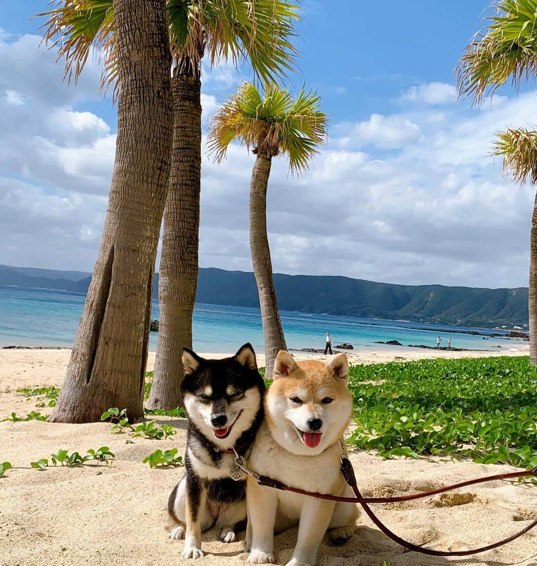 豆柴なつ&ふゆのインスタグラム