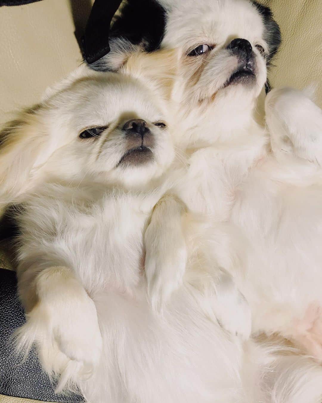 juntowaのインスタグラム：「おんなじ顔してくつろいでいますが、今日2匹は喧嘩しました。笑#たまには#喧嘩もするよ」