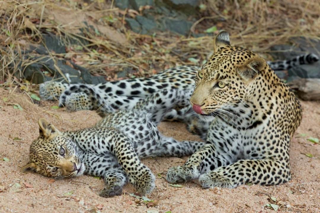 ナショナルジオグラフィックのインスタグラム