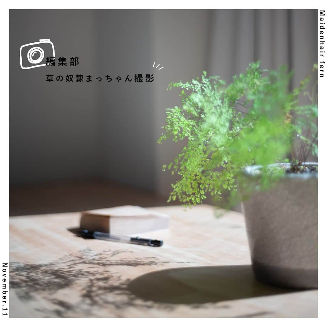 LOVEGREEN -植物と暮らしを豊かに。さんのインスタグラム写真 - (LOVEGREEN -植物と暮らしを豊かに。Instagram)「［アジアンタム］ . 11月11日。 今日の誕生花は「アジアンタム」。 黄緑色の葉が可愛らしい人気のシダ植物で、ご存じの方も多いかもしれません。 . 花言葉は「天真爛漫」「繊細」。 . 薄く小さな葉からは「繊細さ」、わしゃわしゃと茂った明るいカラーからは「天真爛漫」な雰囲気を感じます。 インテリアとも合わせやすく、暮らしに取り入れやすい植物です◎ . . 今回の「アジアンタム」を撮影してくれたのは編集部員のまっちゃん。 . 「彼を一言で表すなら？」 と、編集部のメンバーに聞いてみたところ… . 「『草の奴隷』でしょ。」 と、満場一致。 . たしかに彼の植物ファーストな暮らしぶりは、まさに草の奴隷（なんかちょっとかっこいい…笑）。 編集部でも随一の植物知識を持つ頼れる存在です🌱 . 植物好きな編集部員がお届けするウェブメディア「LOVEGREEN」。 本日からは、ユニークで濃いLOVEGREEN編集部のみんなのことも少しずつお伝えしていきます！ お楽しみに。 . . #アジアンタム #観葉植物 #観葉植物 #観葉植物のある暮らし #グリーンのある暮らし #インドアグリーン #緑のある生活 #観葉植物初心者 #植物 #植物のある暮らし #植物のある生活 #植物と暮らす #植物が好き #シンプルな暮らし #シンプルライフ #暮らしを楽しむ #日々の暮らし #インテリア植物 #インテリアグリーン #北欧インテリア #ナチュラルインテリア #賃貸インテリア #観葉植物インテリ #LOVEGREEN #編集部 #編集部の日常 #写真 #誕生花」11月11日 21時00分 - lovegreen_official