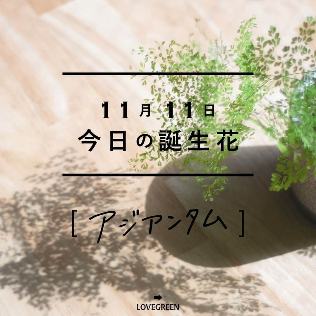 LOVEGREEN -植物と暮らしを豊かに。のインスタグラム